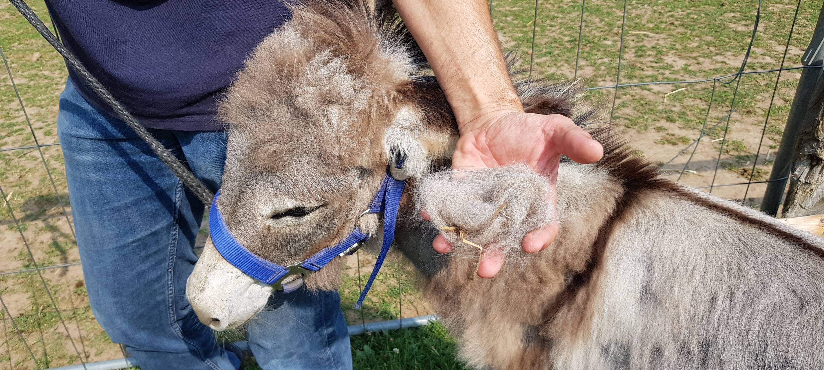 Einen Tag als Eselpfleger