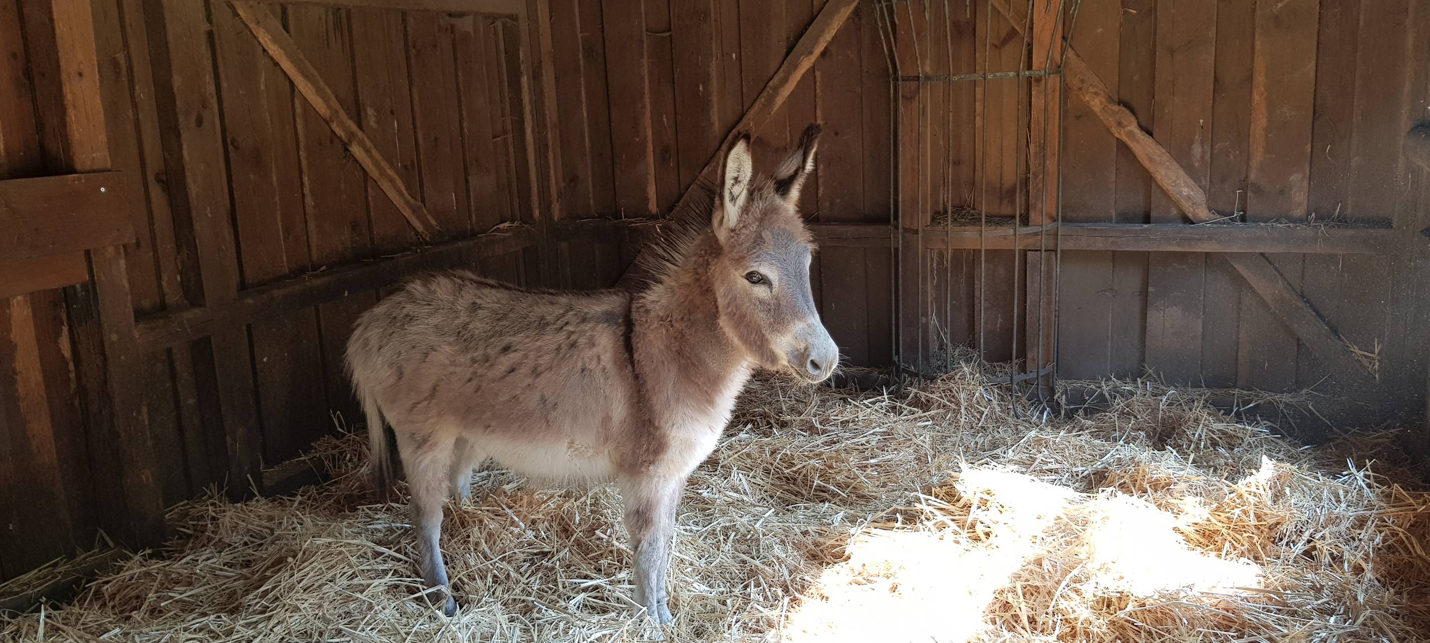 Ein Tag als Eselpfleger
