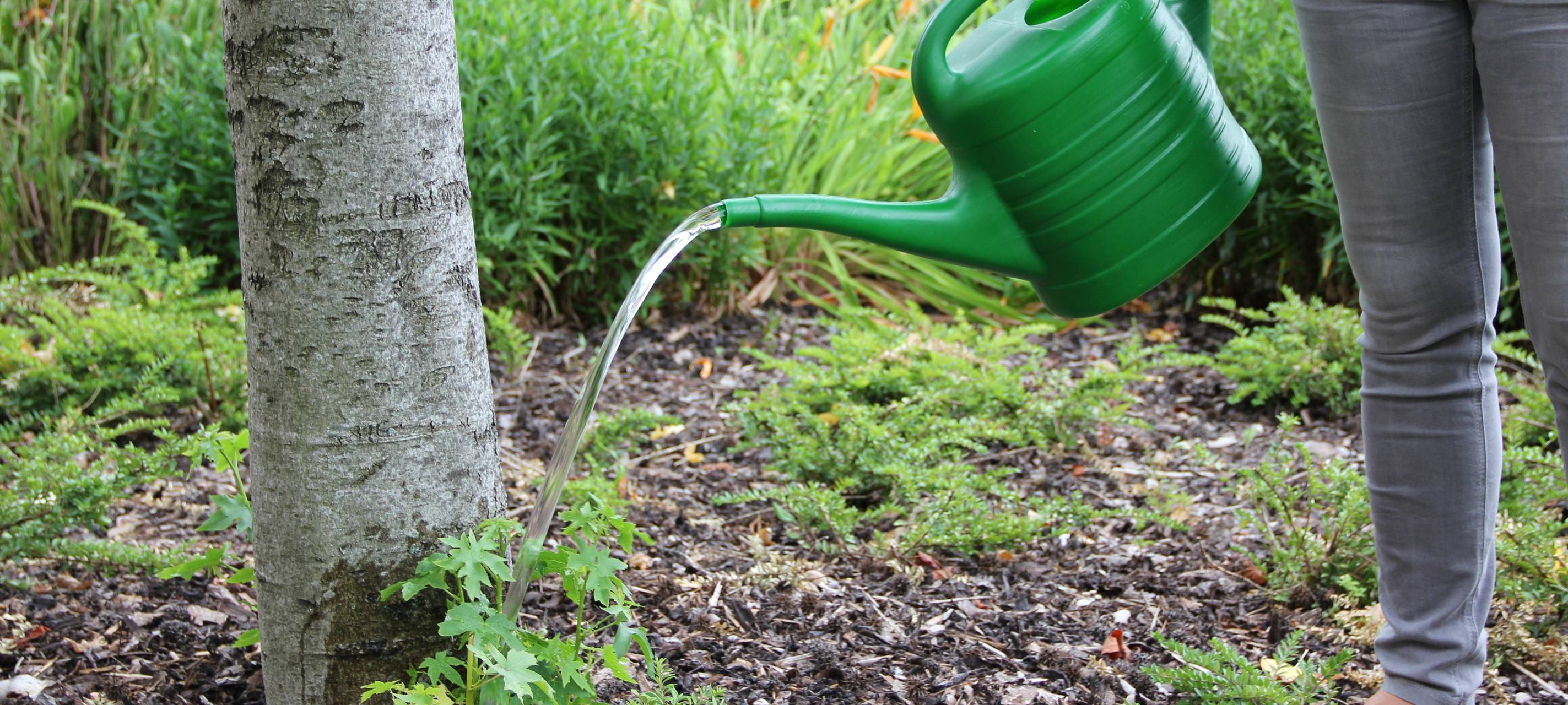 Baum gießen