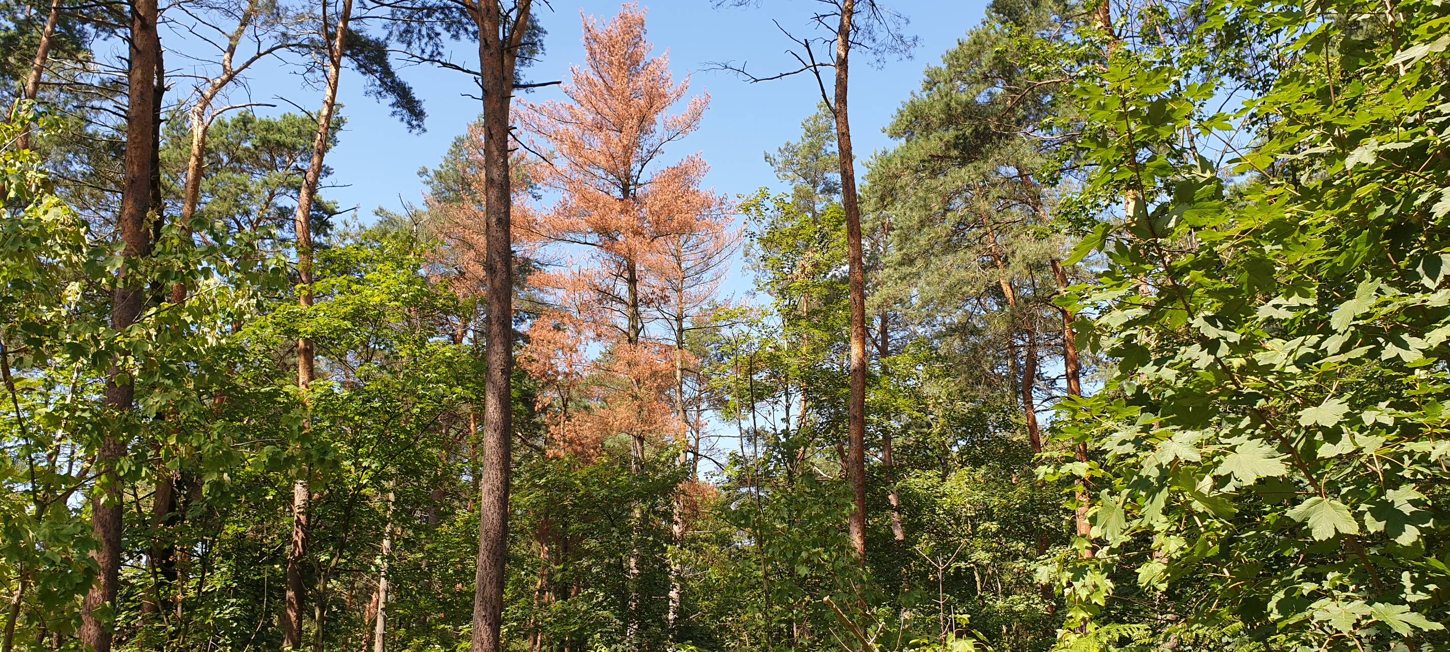 Ärger um Sanierung vom "Stingesbachsammler" in Neuss