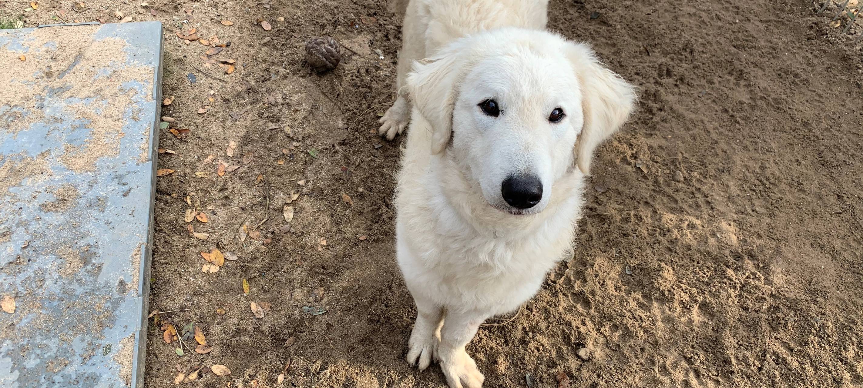 Besuch bei den Kuvasz-Hunden