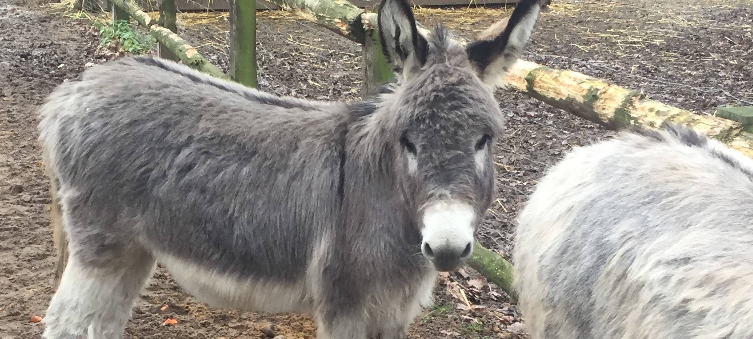 Der Nepomuk-Kindergeburtstag