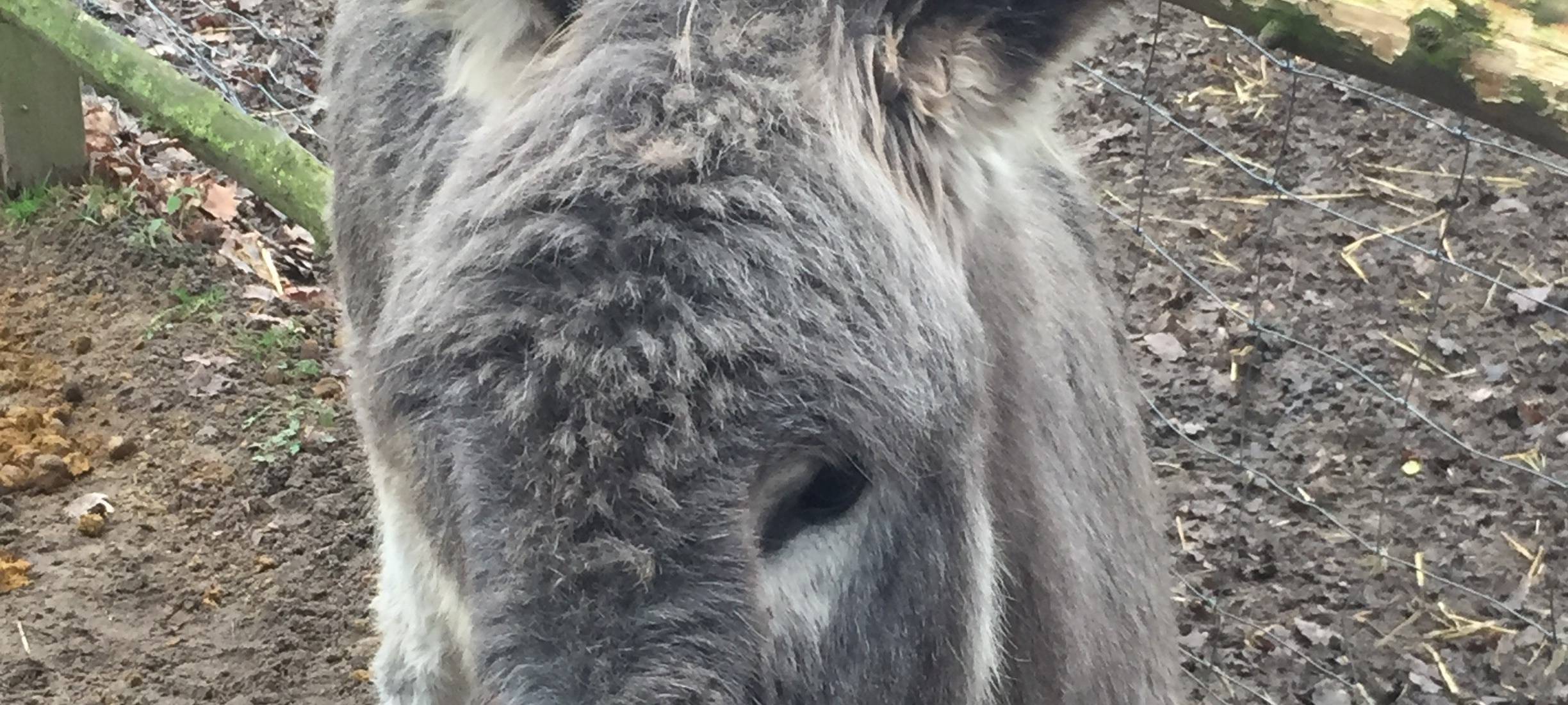 Der Nepomuk-Kindergeburtstag