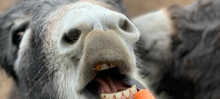 Der Nepomuk-Kindergeburtstag