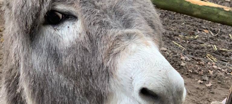 Der Nepomuk-Kindergeburtstag