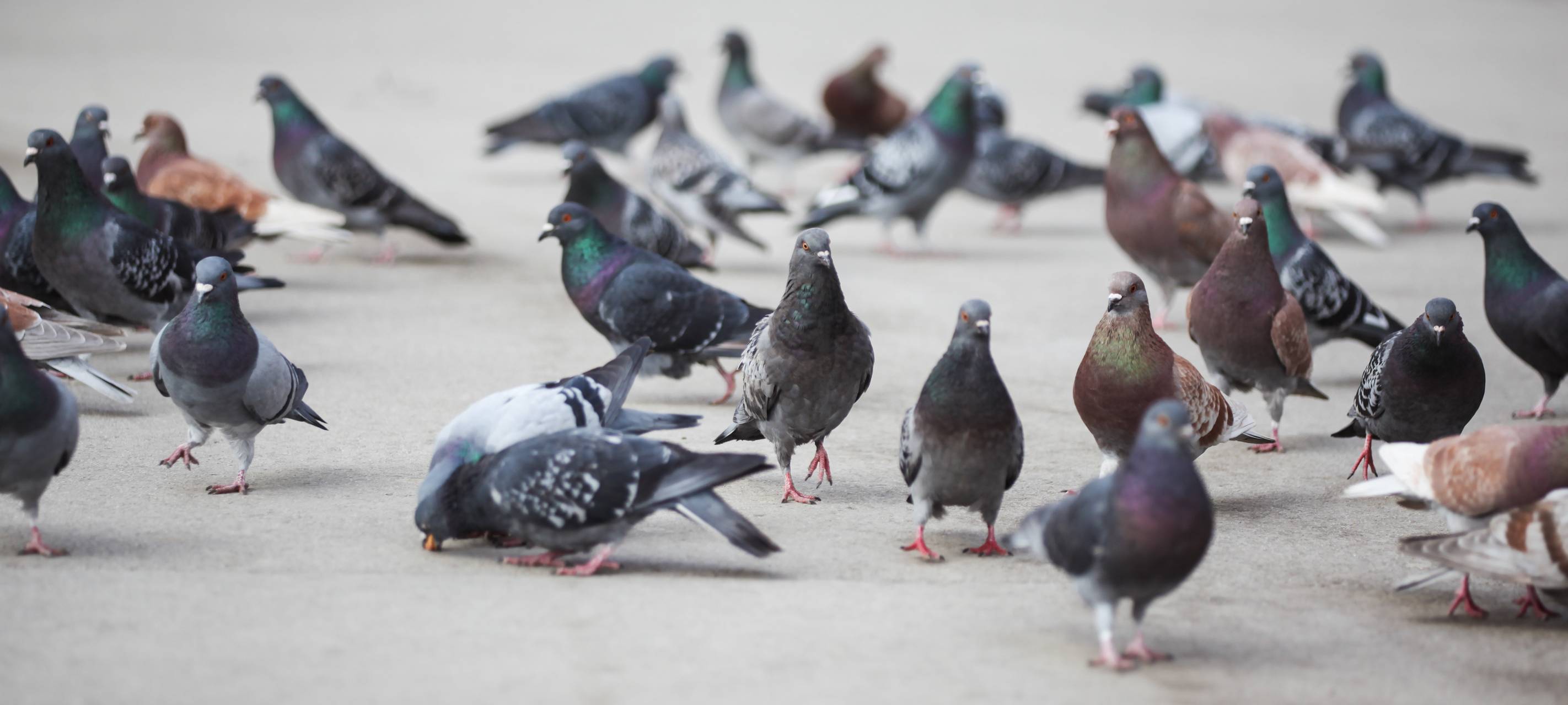 PETA sieht Tauben in Neuss in Gefahr