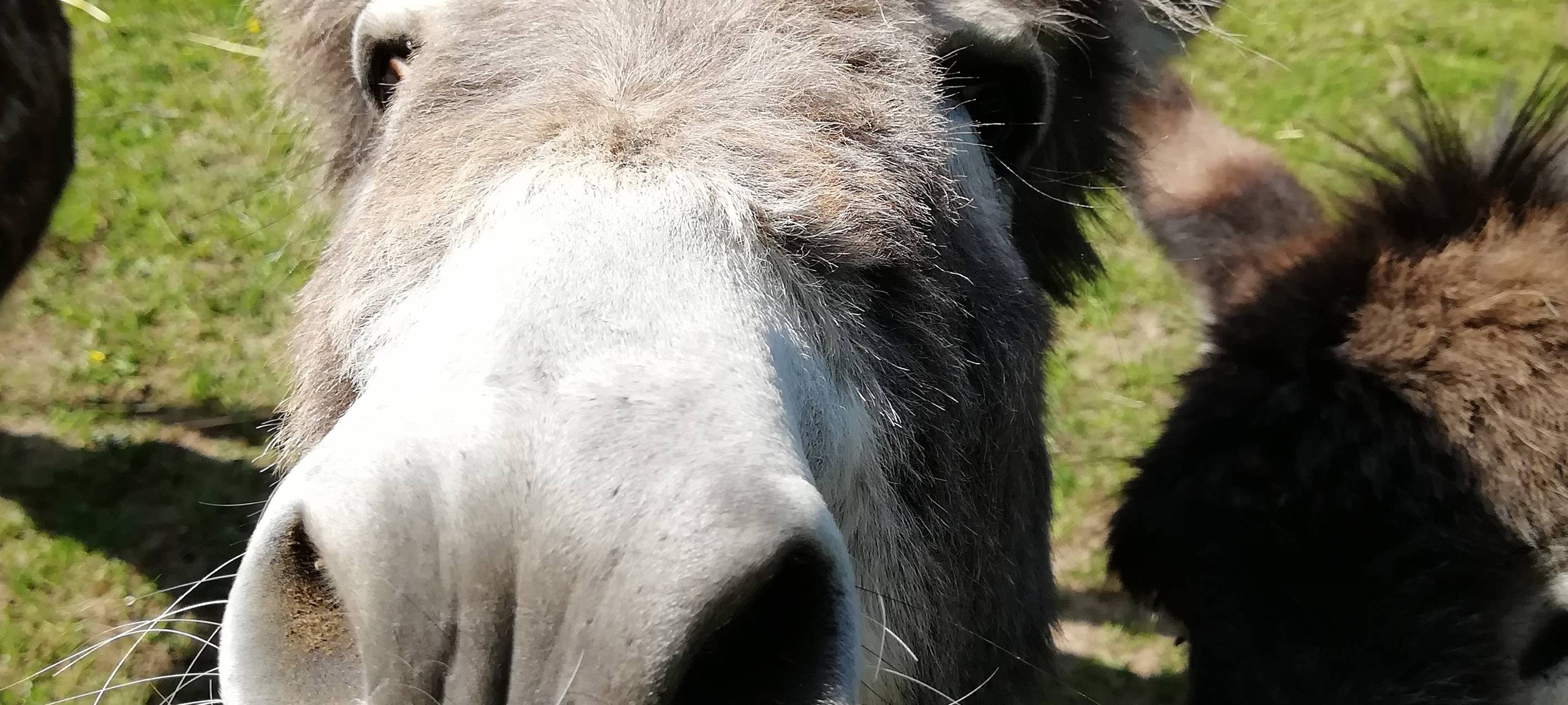 Nepomuk: Erster Besuch nach Corona