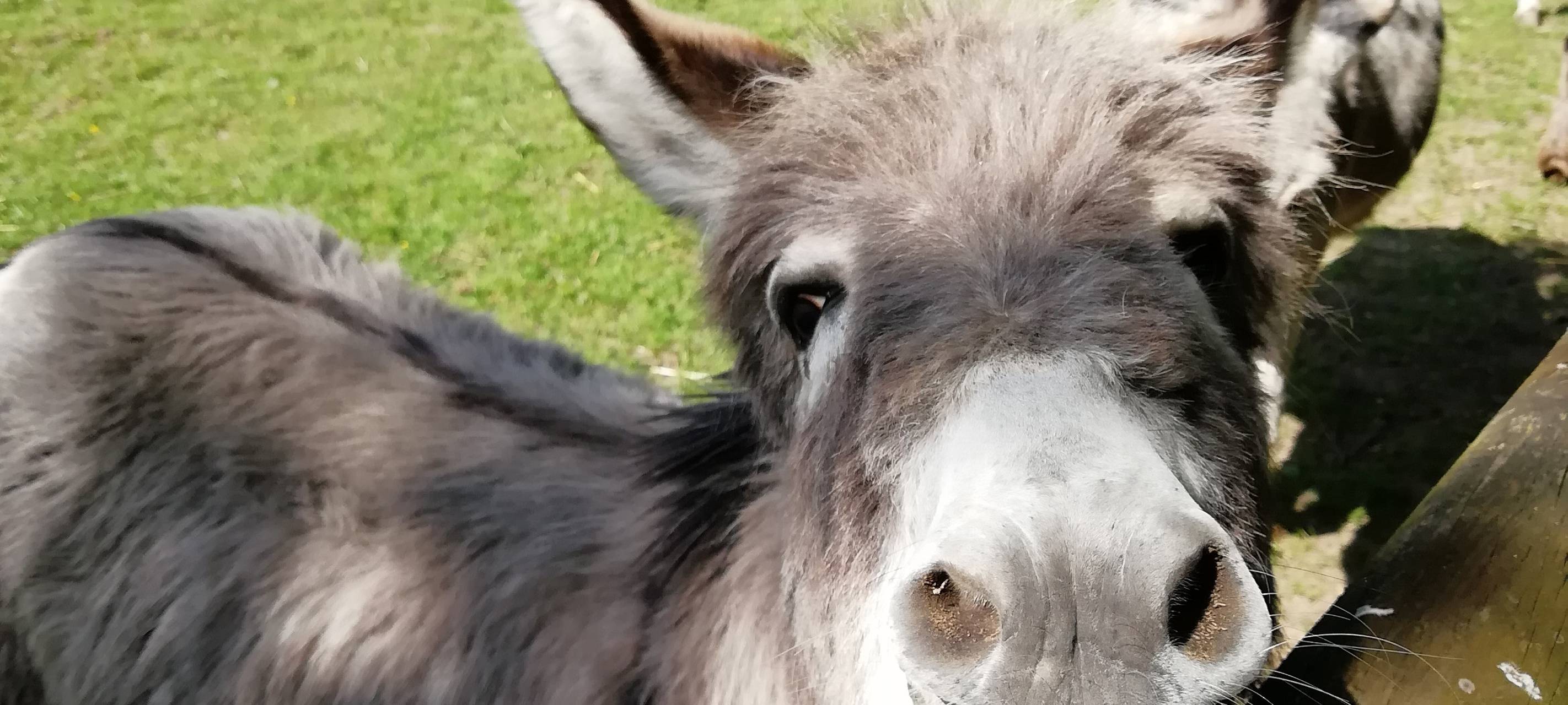 Nepomuk: Erster Besuch nach Corona