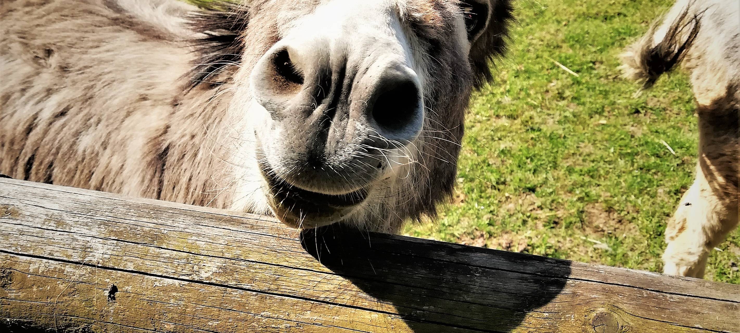 Nepomuk: Erster Besuch nach Corona