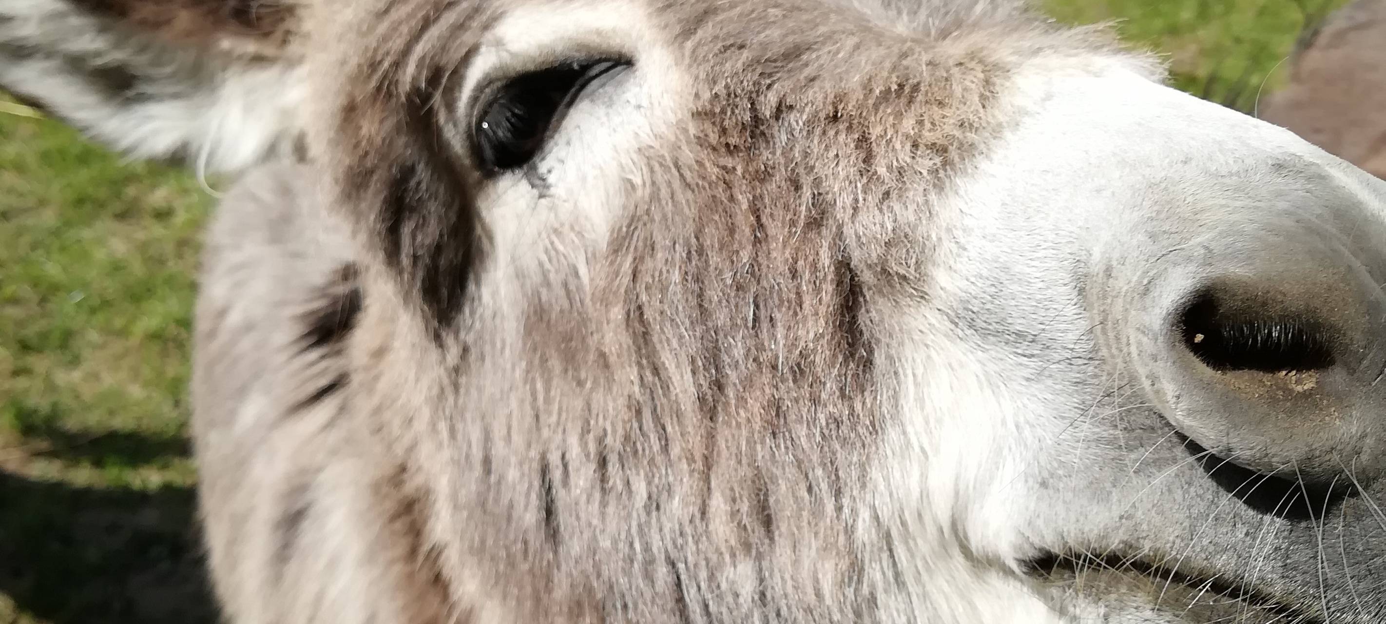 Nepomuk: Erster Besuch nach Corona