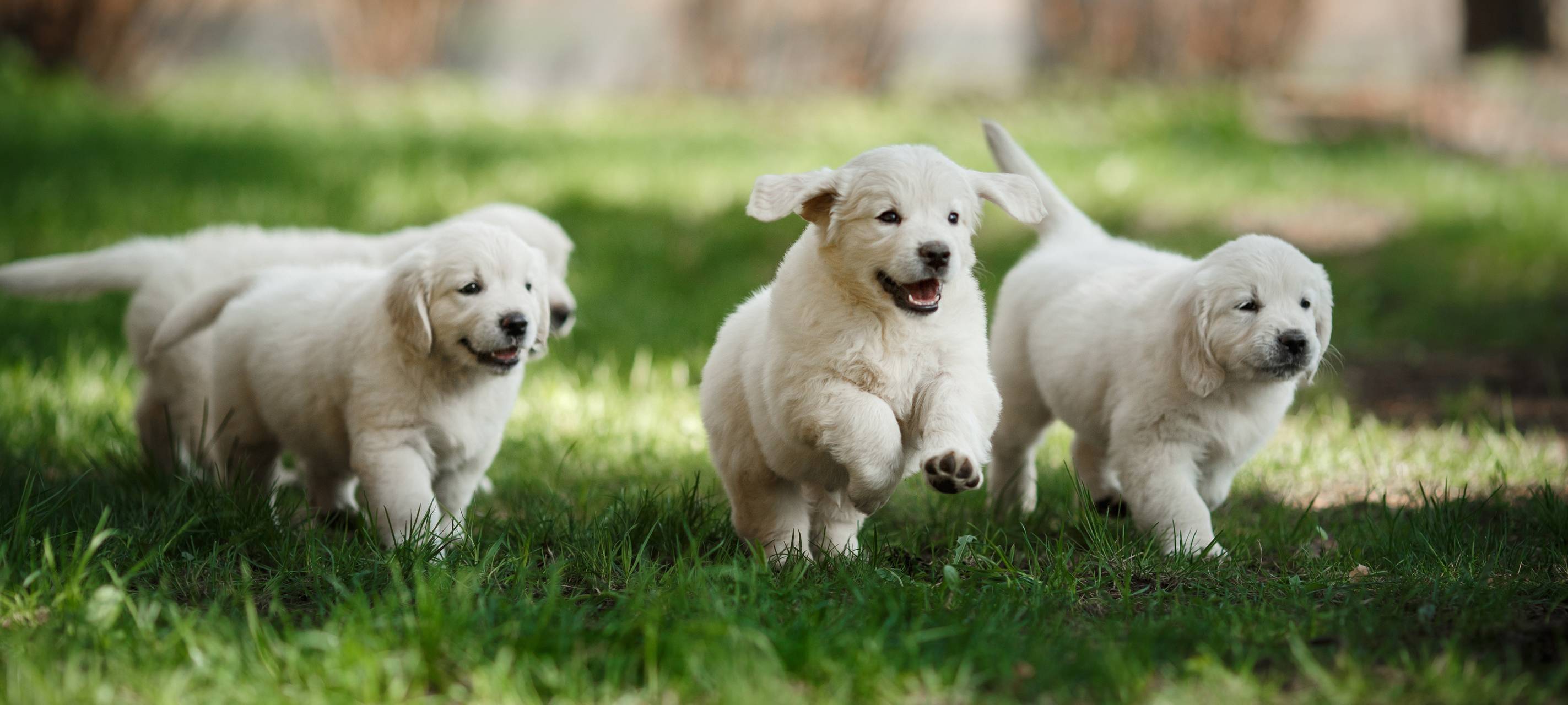 Ausweitung der Hundesteuerbefreiung in Grevenbroich?