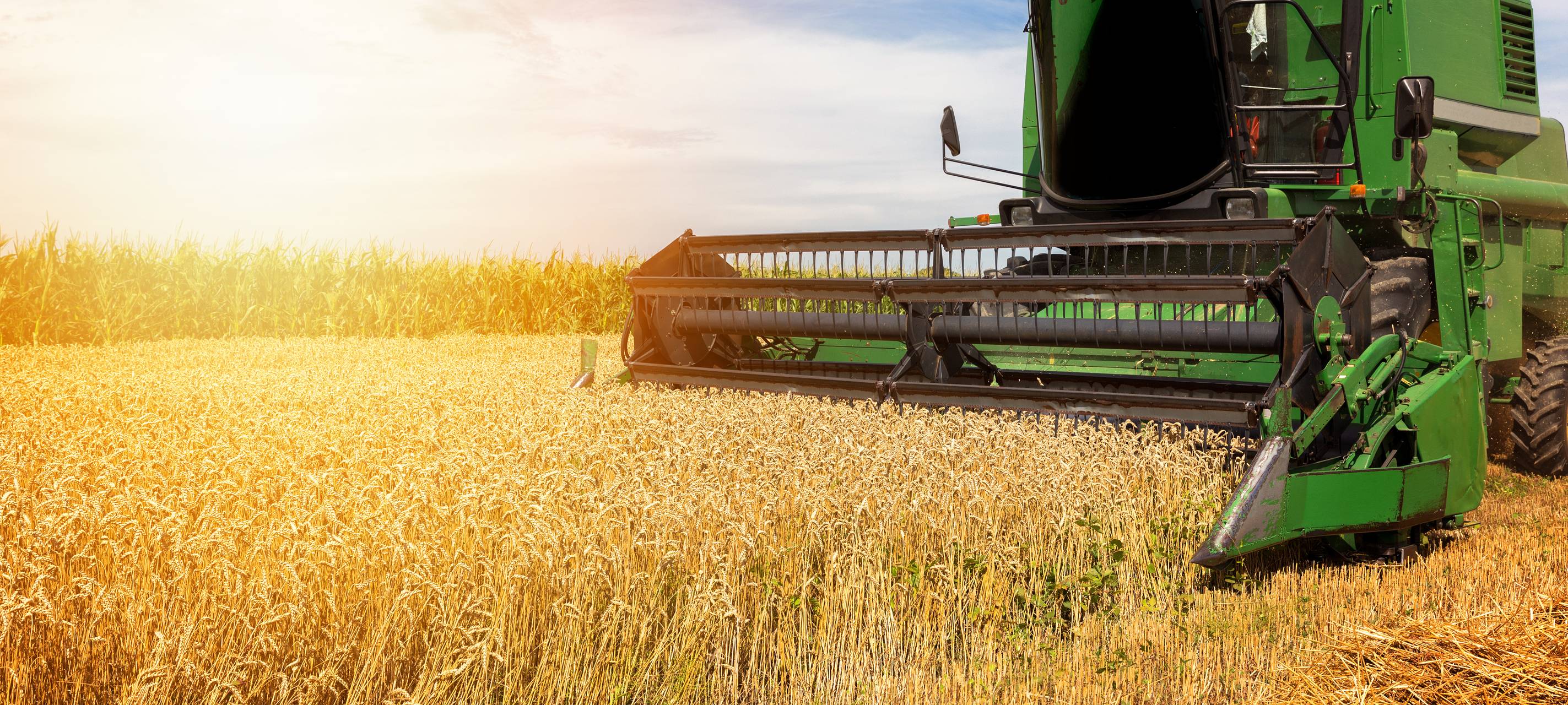 Weizenanbau im Kreis lässt sich nicht einfach so steigern