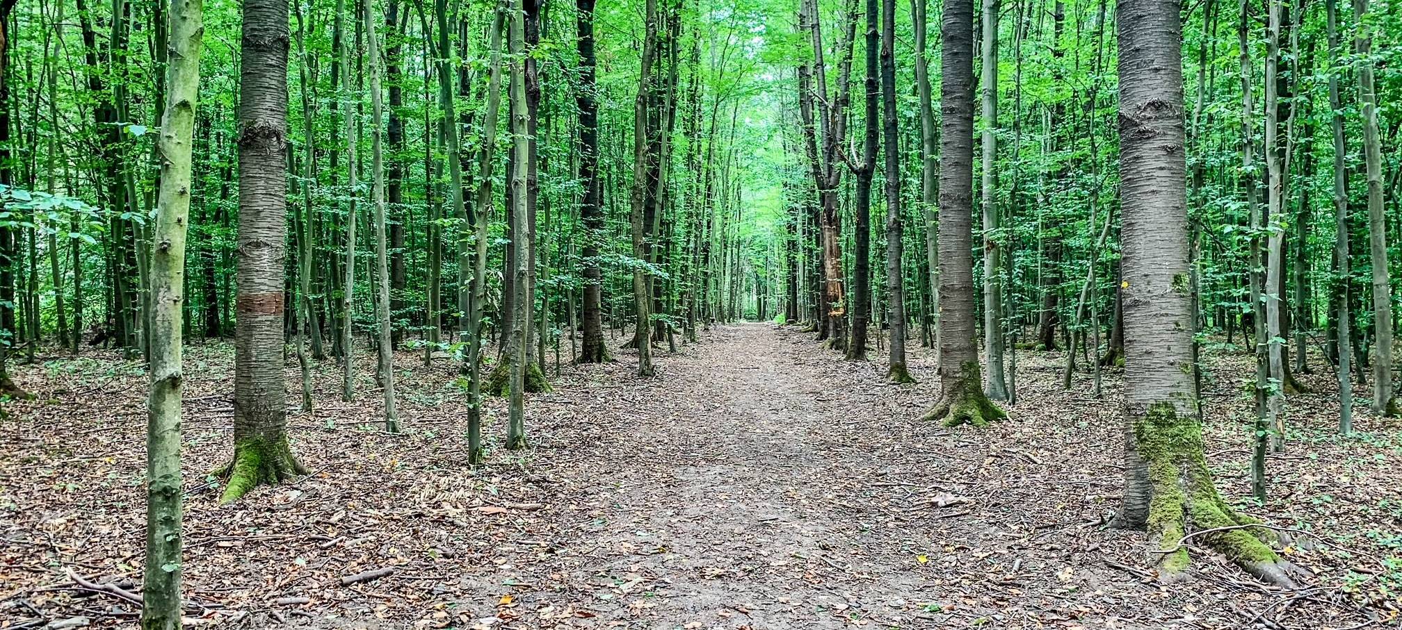 Bestattungswälder in Meerbusch und Dormagen