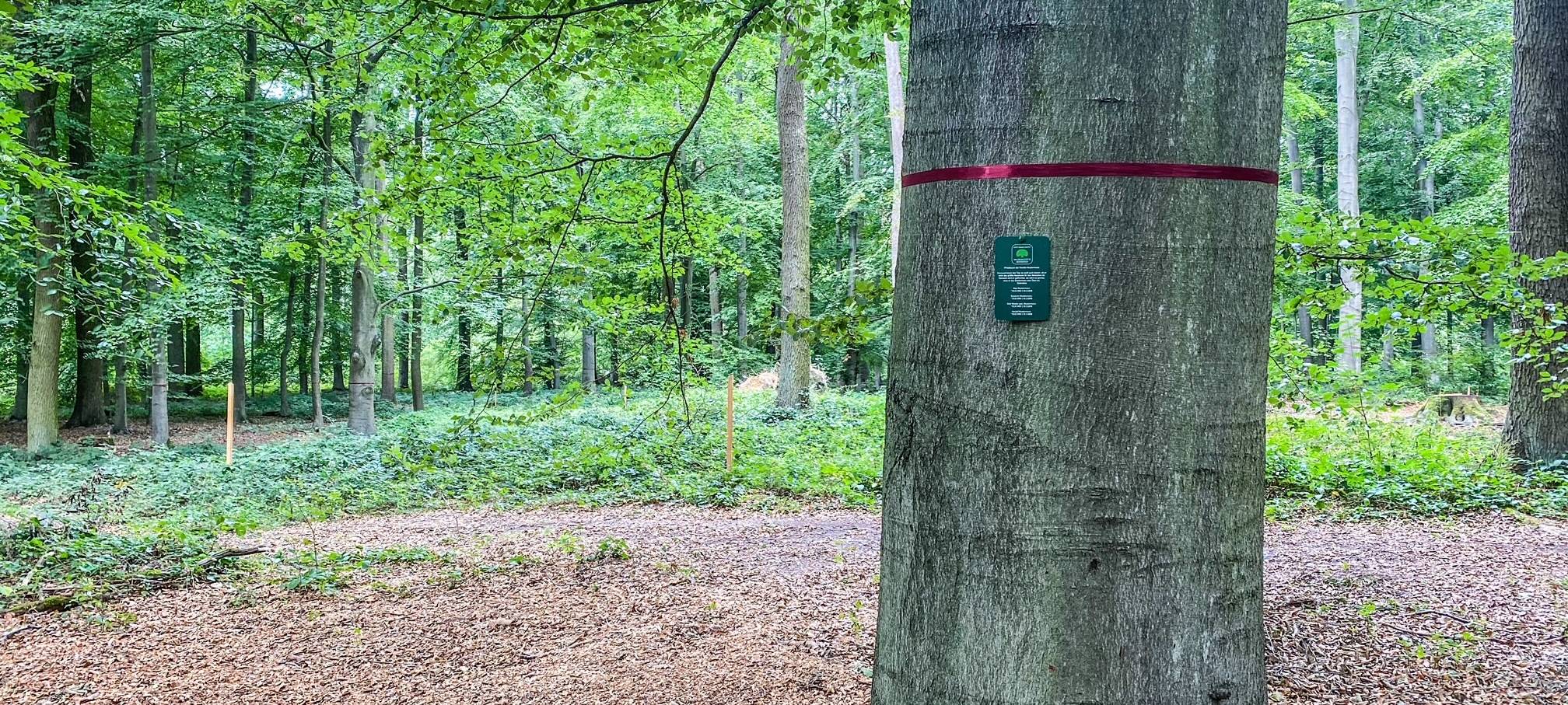 Hohe Nachfrage auf Waldfriedhöfen in Dormagen und Meerbusch