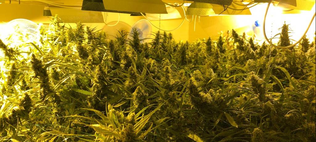 Große Hanfplantage in Meerbusch Lank-Latum entdeckt