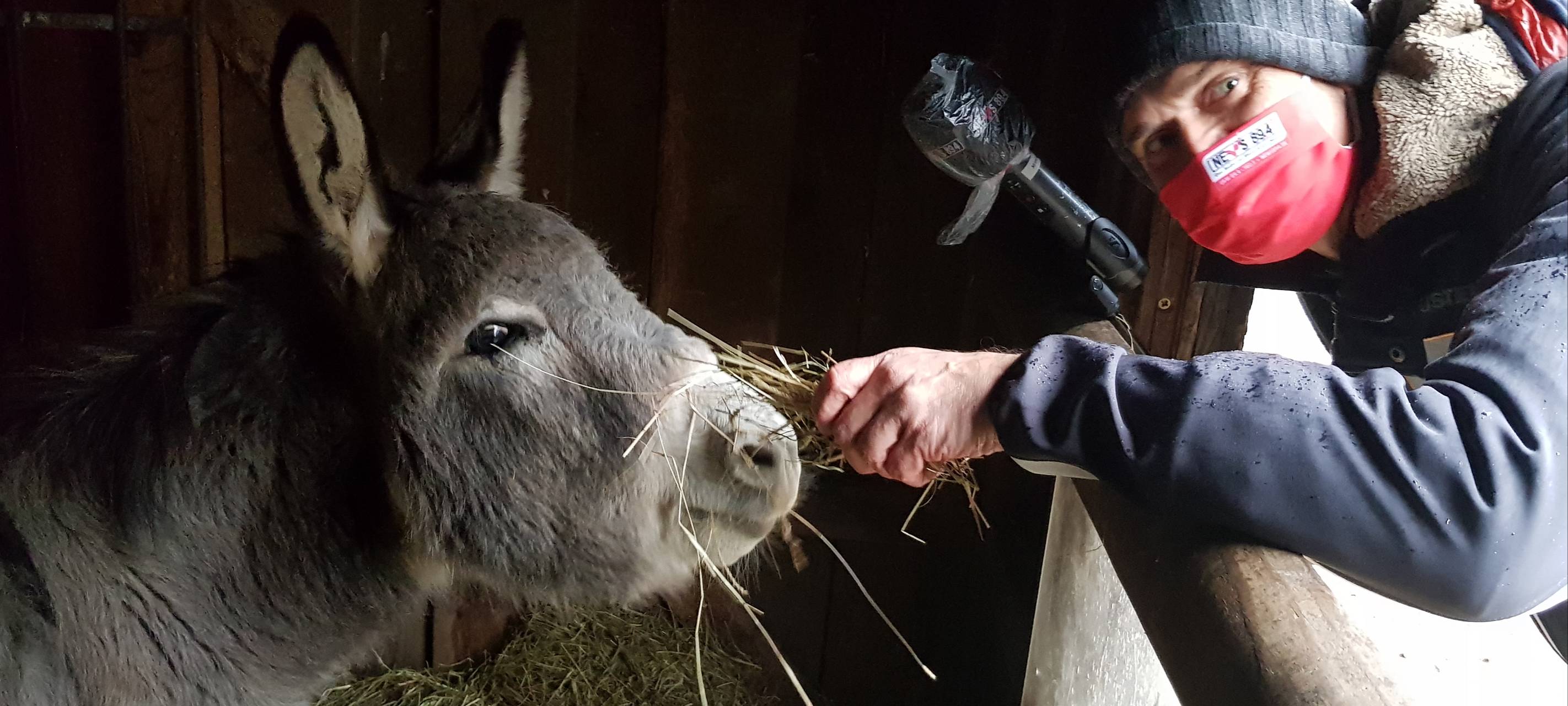 Weihnachtsbesuch bei unserem Patenesel Nepomuk