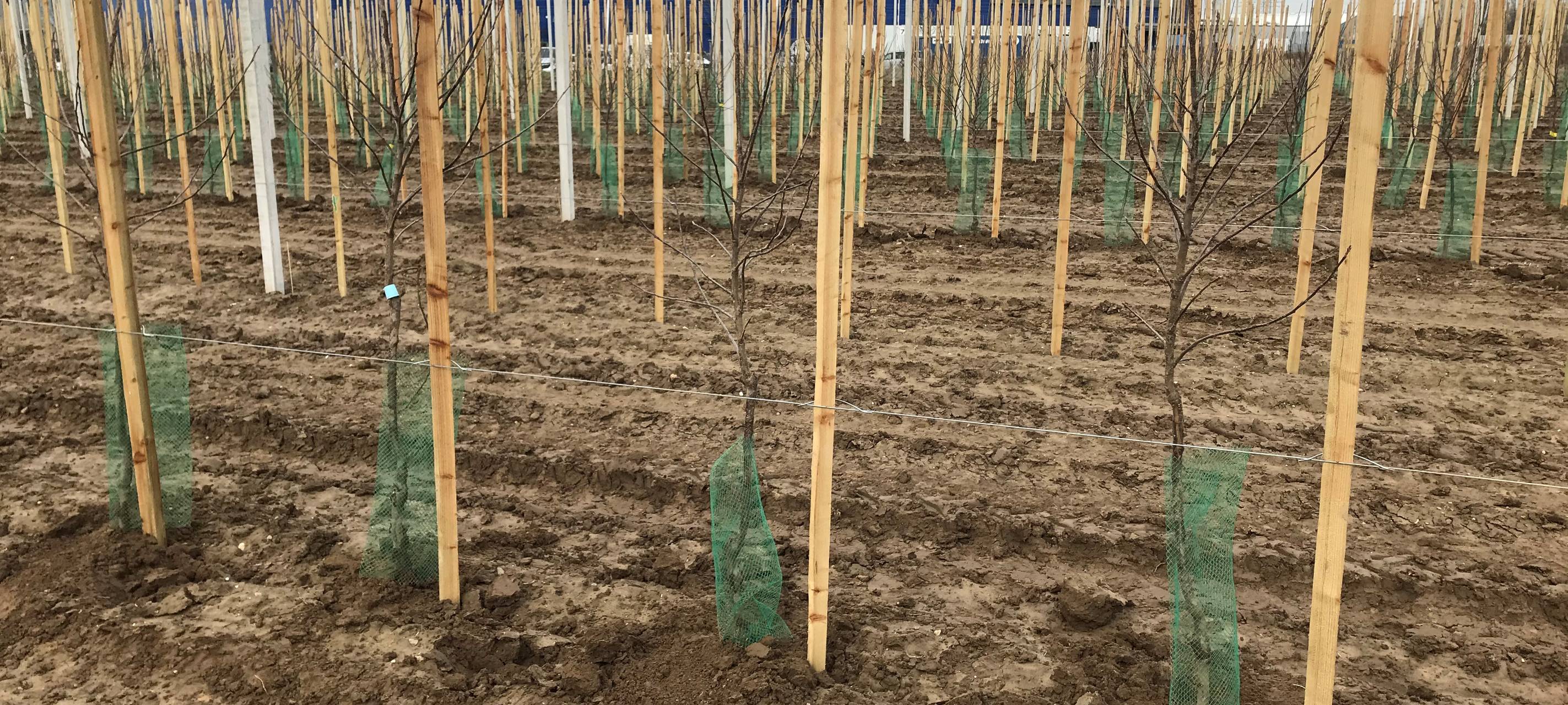 Moderne Apfelplantage entsteht neben Kaarster Ikea