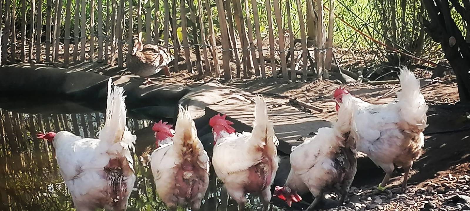 Ein Tierheim für Vögel in Neuss