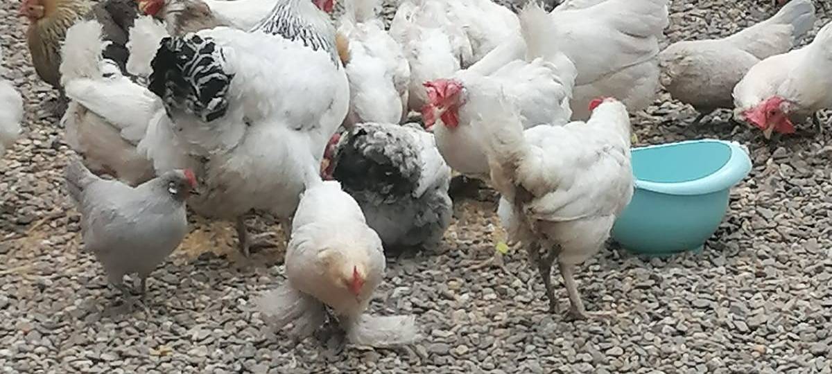 Ein Tierheim für Vögel in Neuss