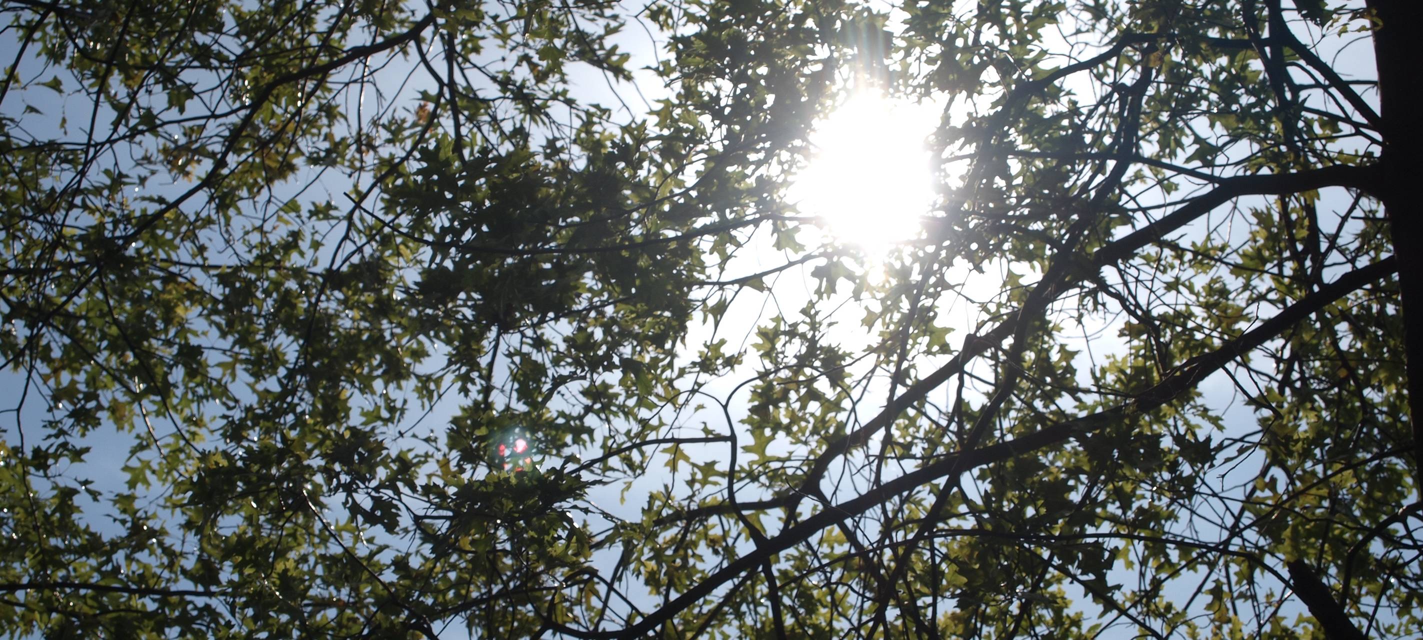 Baumfällungen im Rhein-Kreis Neuss