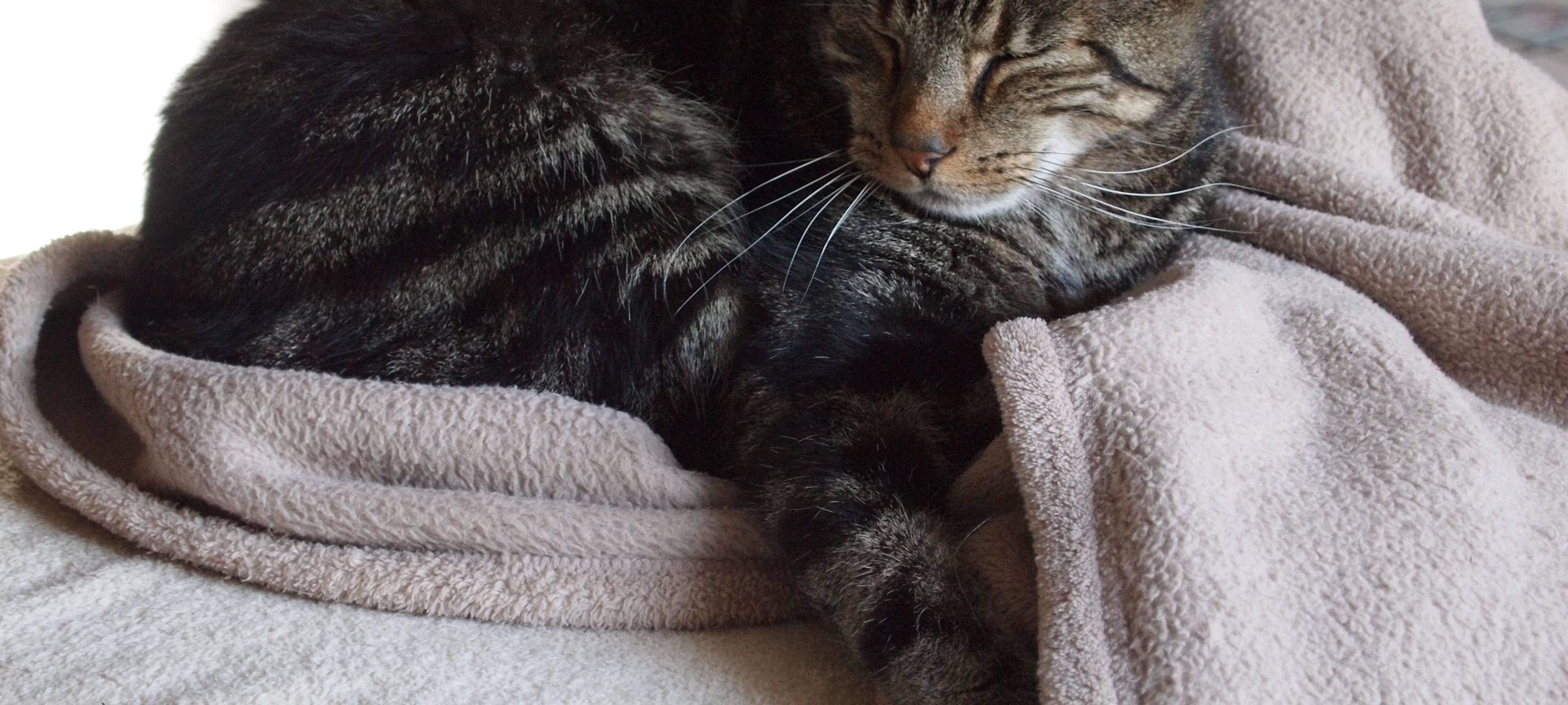 Aktuelle Lage der Tierheime im Rhein-Kreis Neuss