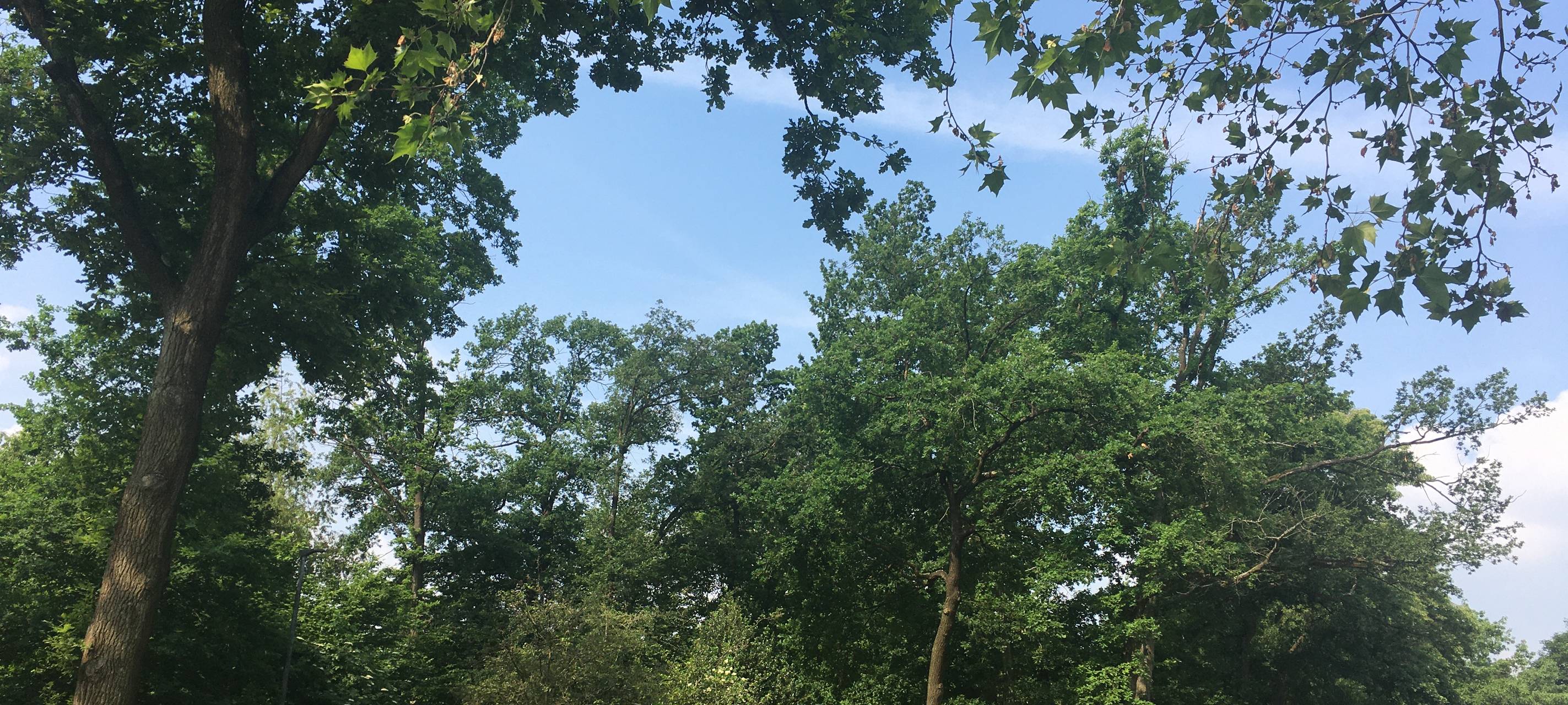 Halsbandsittiche im Rhein-Kreis Neuss