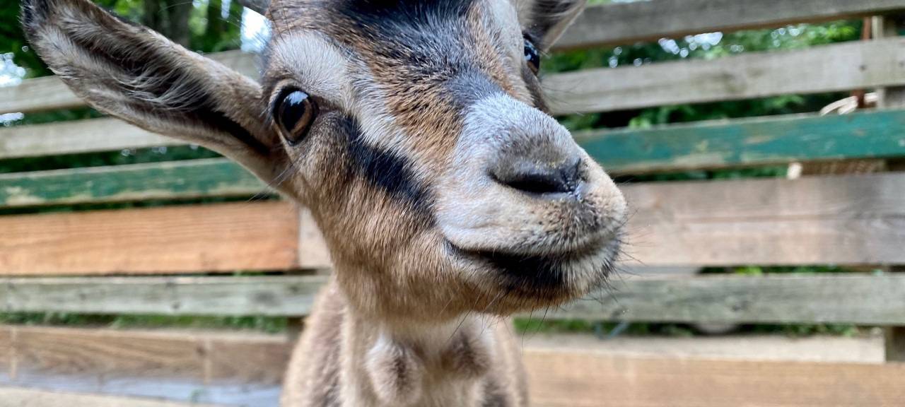 "Arche Noah" in Meerbusch feiert Jubiläum