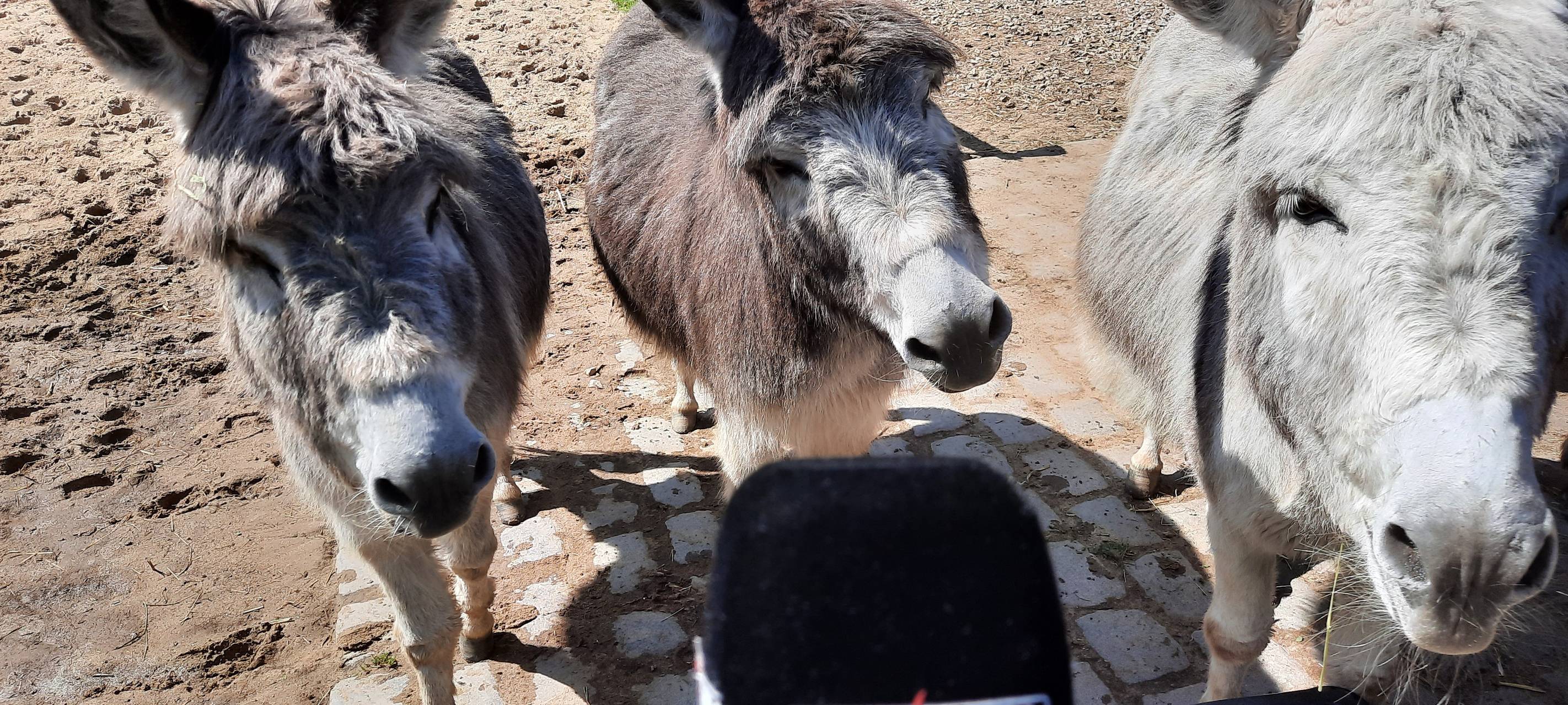 Esel sind die Haustiere des Jahres 2022
