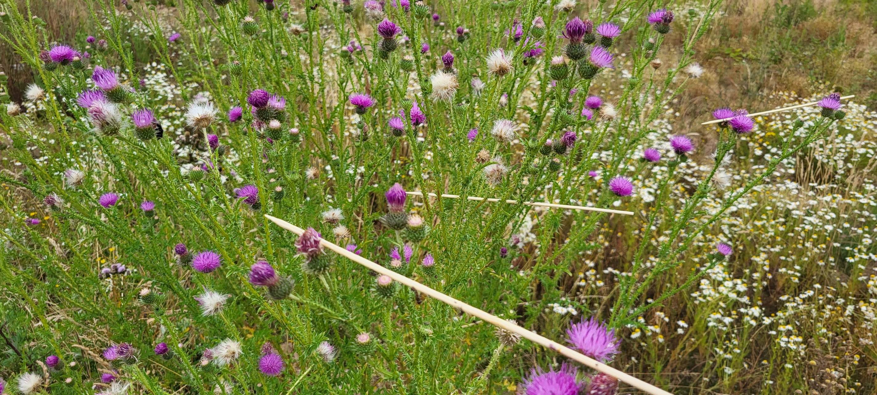 Illegaler Vogelfang auch in Meerbusch