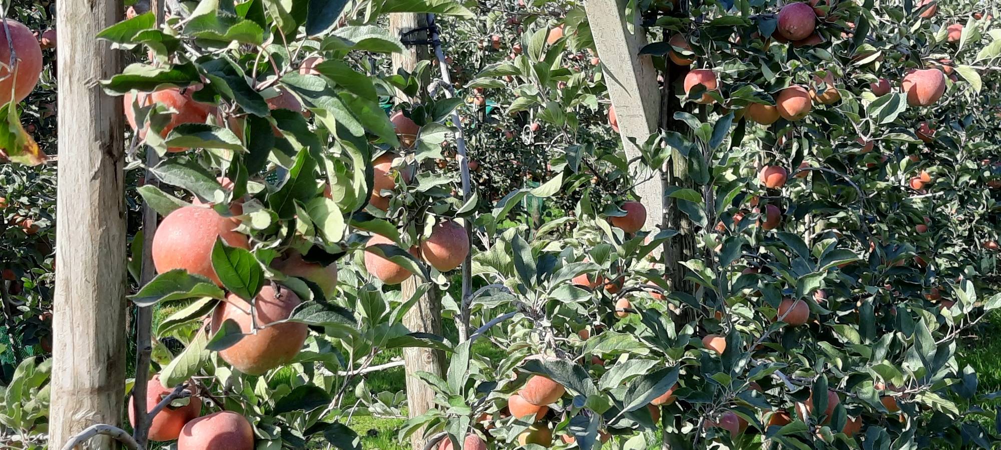 Öffentliche Obstpflück-Möglichkeiten im Rhein-Kreis Neuss