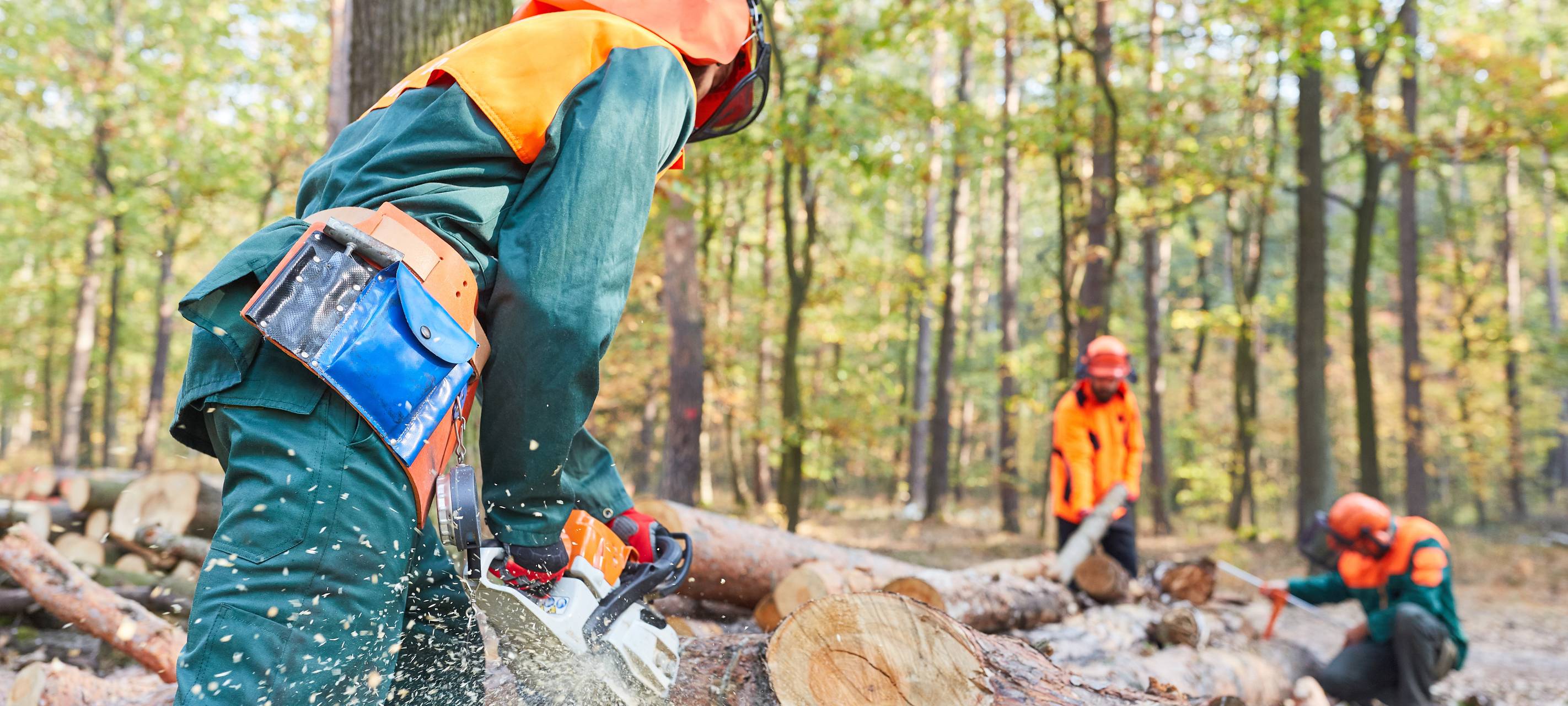 Wie komme ich an Brennholz?
