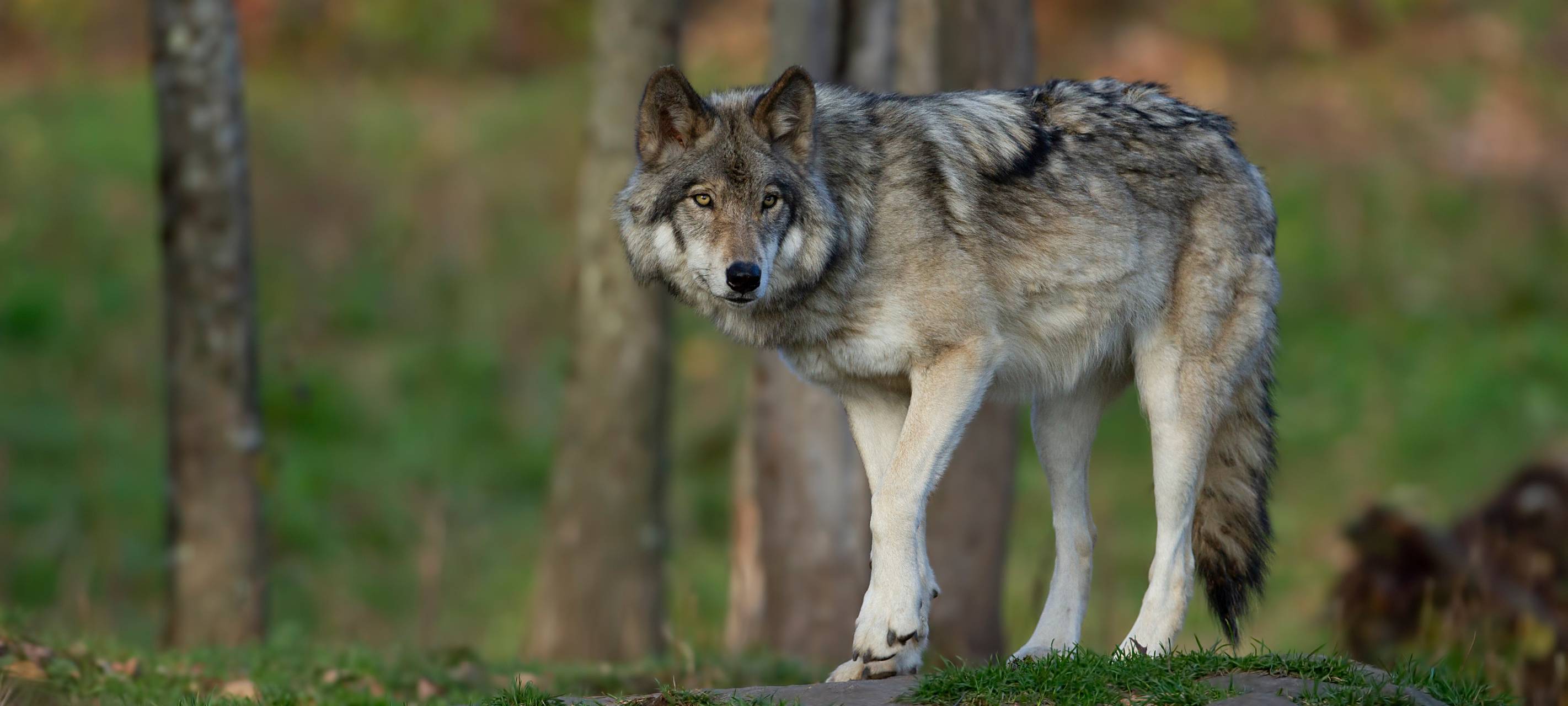 Ein Wolf im Kreis? Veterinäramt rät Hunde anzuleinen
