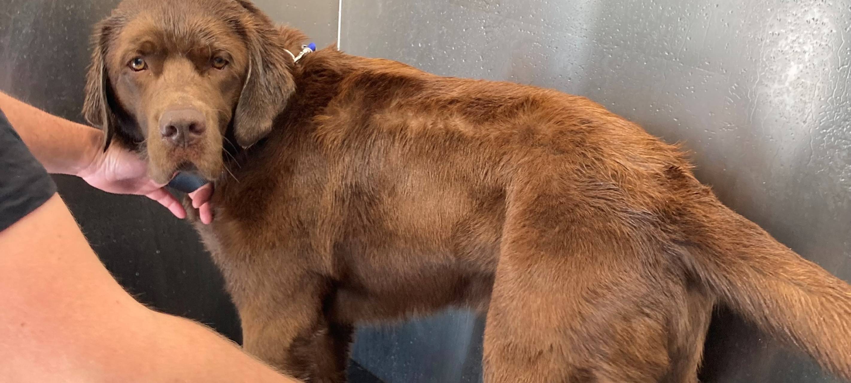 Hunde-Waschanlage in Dormagen