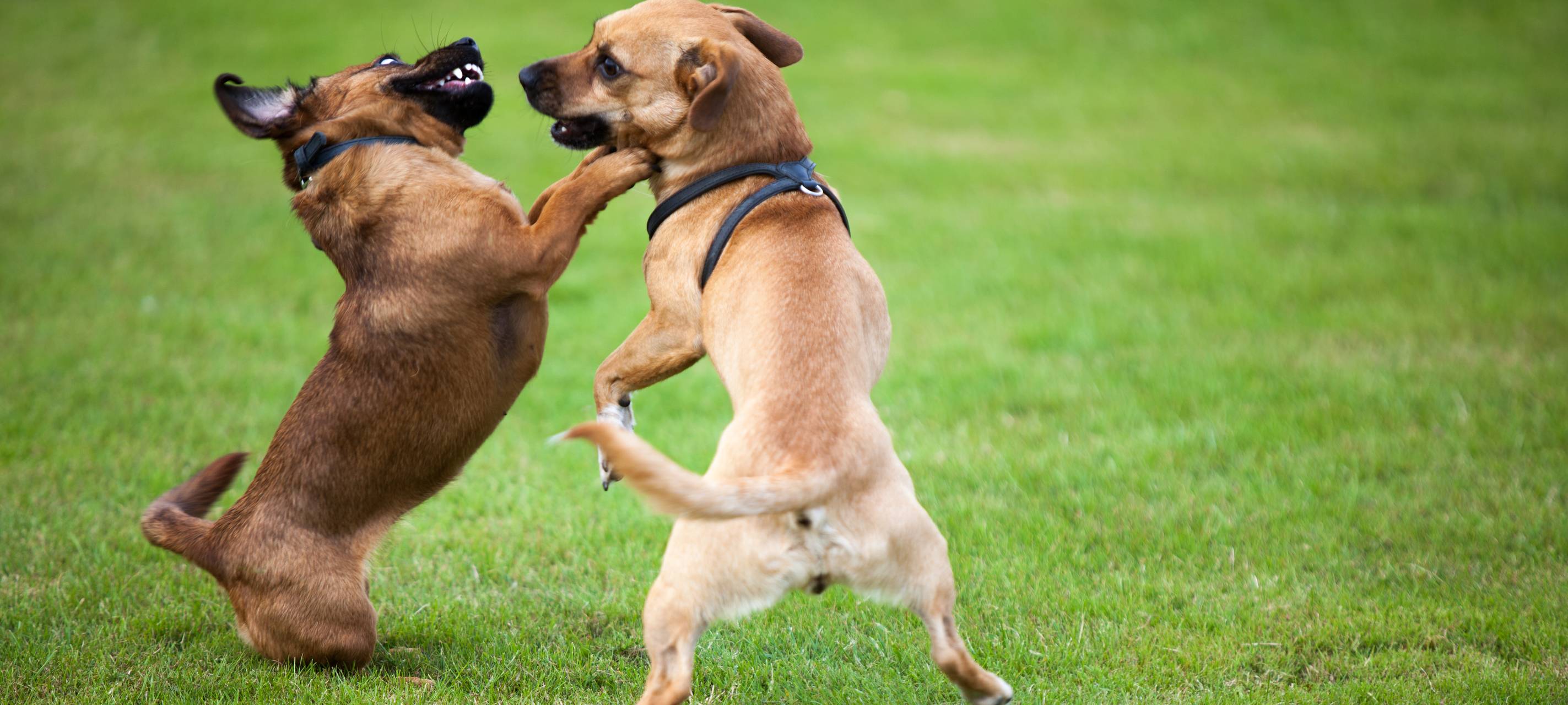 Hundesteuersatzung in Rommerskirchen soll geändert werden