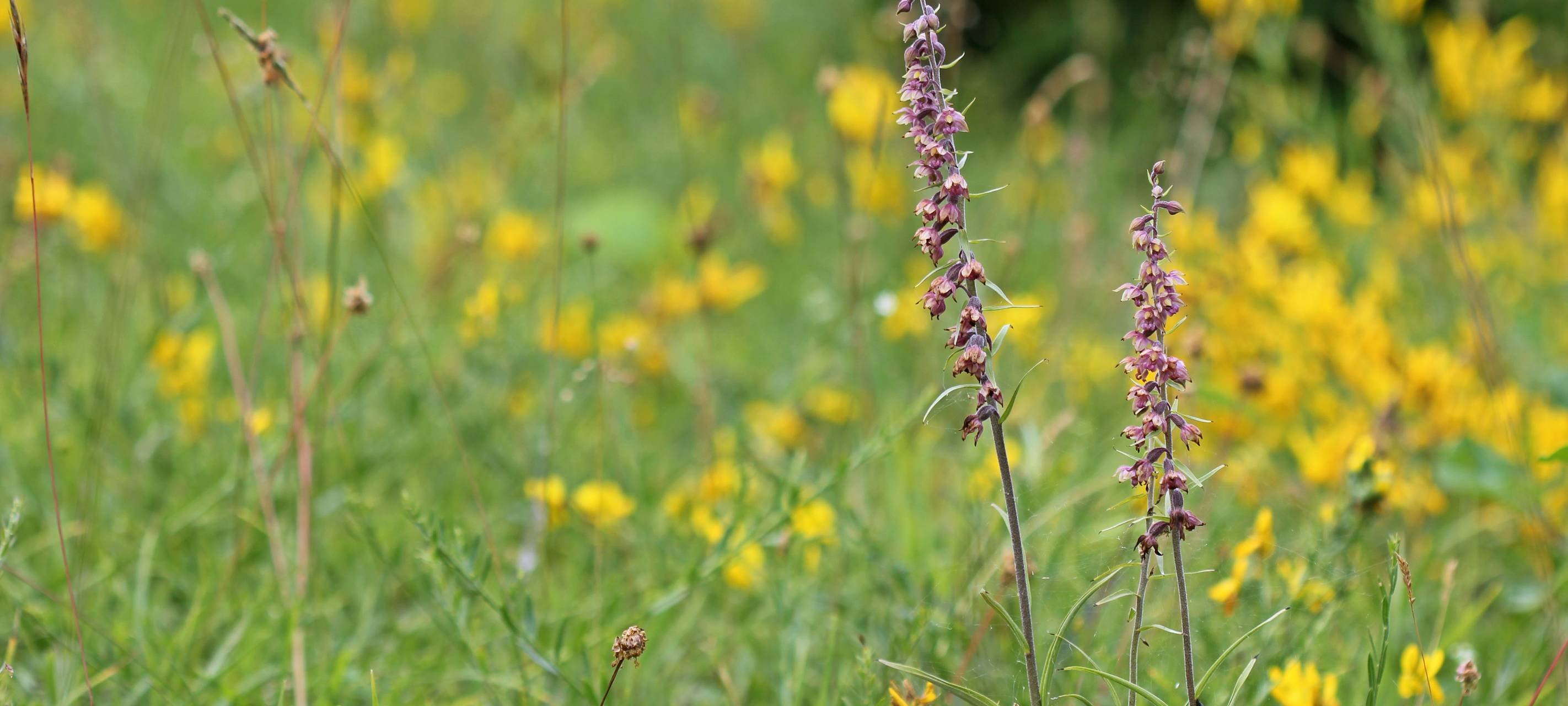 Seltene Orchideenart in Grevenbroich entdeckt