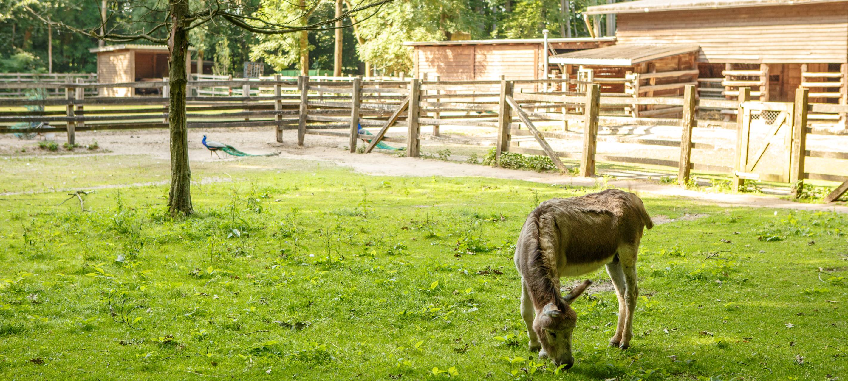 Dormagen Tannenbusch Tierpark