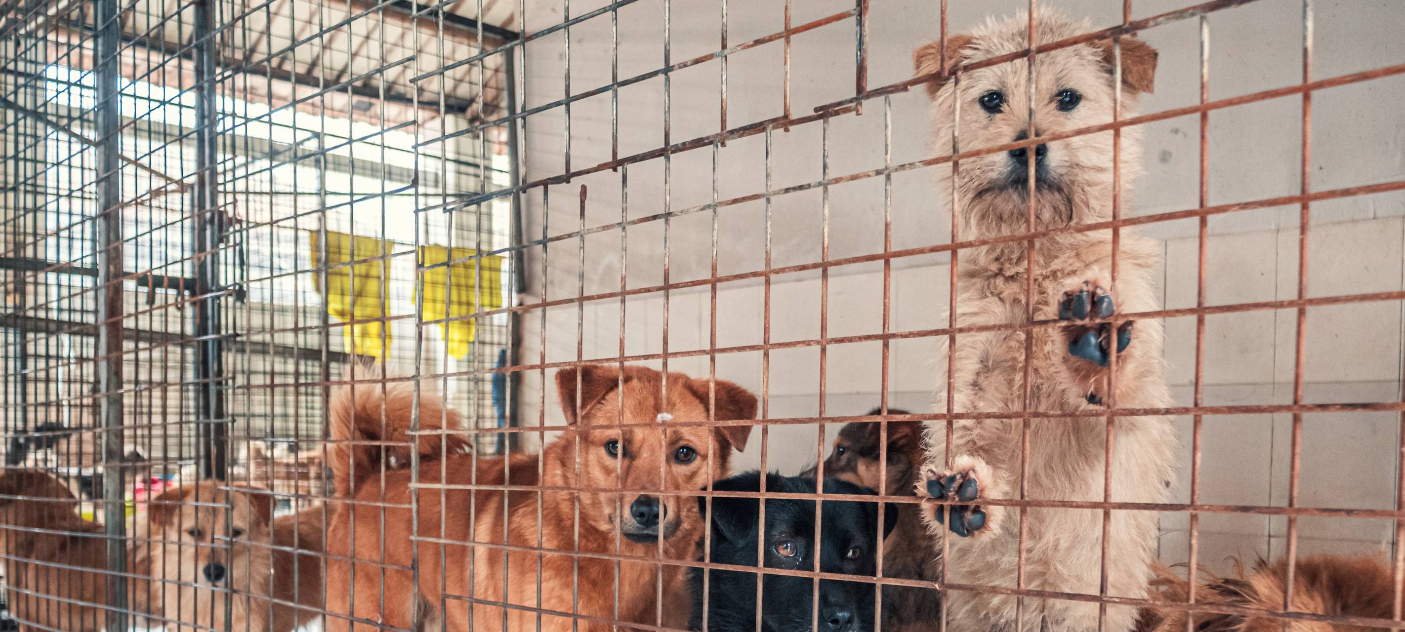 Tierheim Sanierung in Neuss Bettikum bekommt Tempo