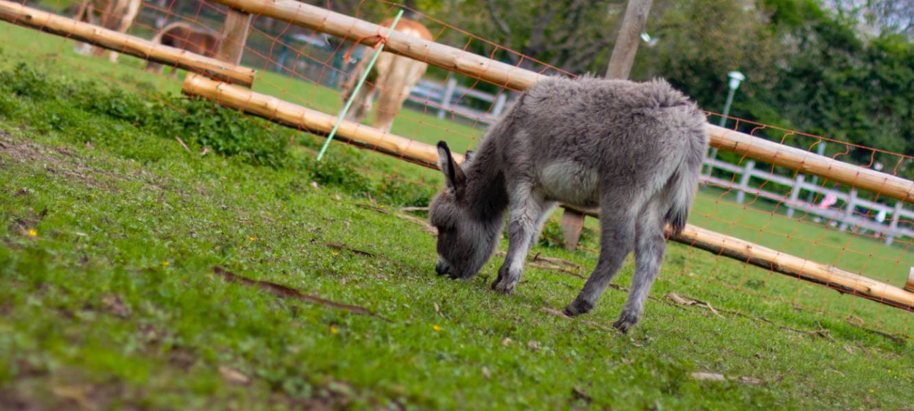 Esel Nepomuk auf grüner Wiese