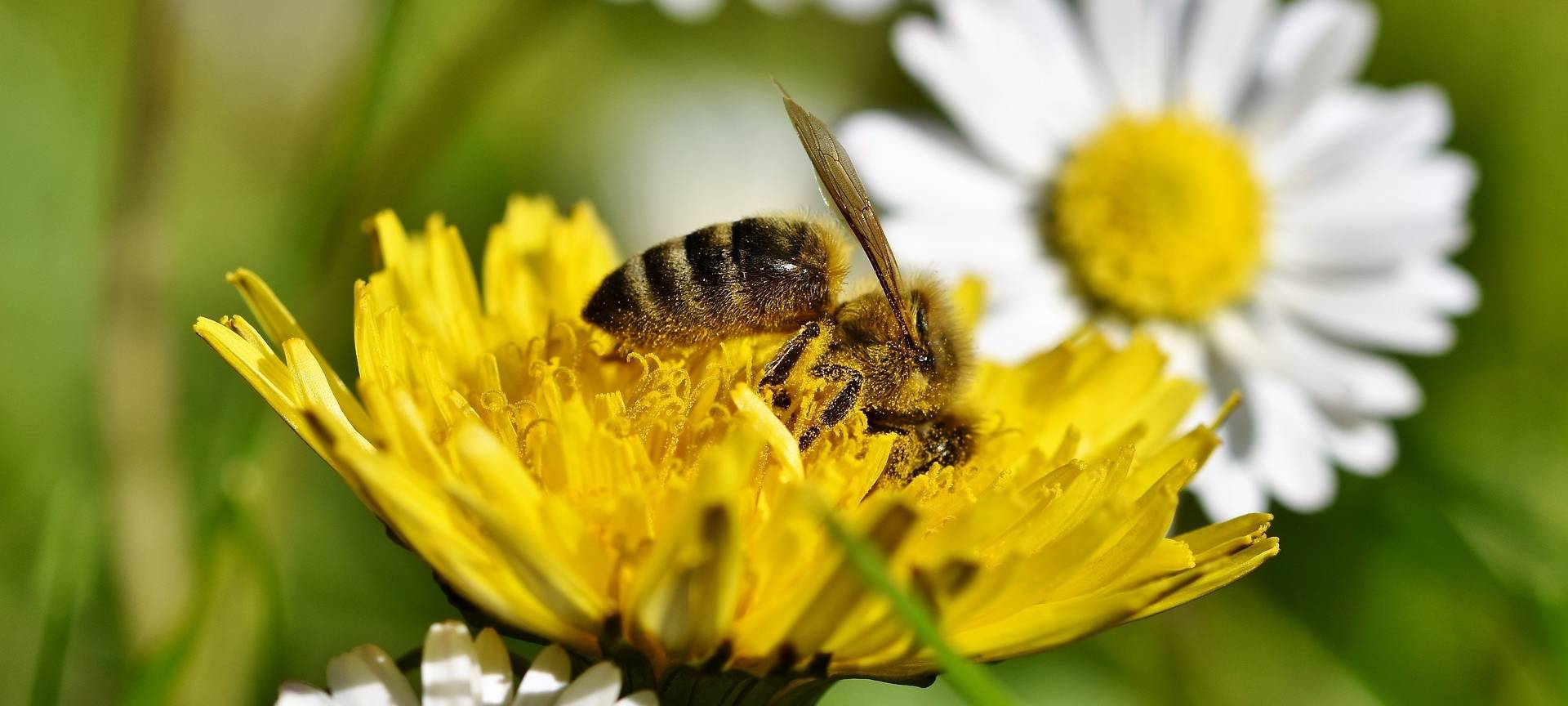 Blumenwiese mit Biene