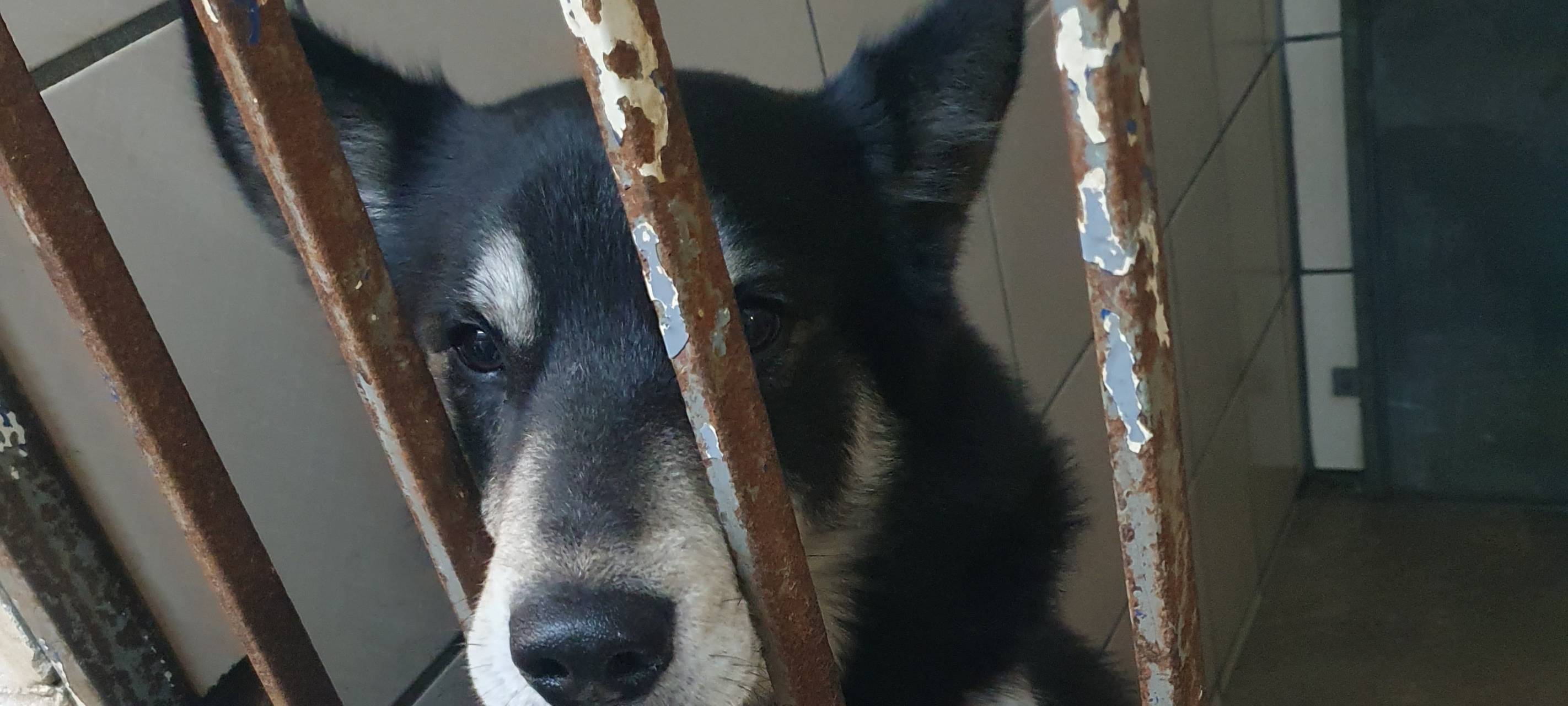 Tierheim Neuss-Bettikum erhält 150.000 Euro Zuschuss