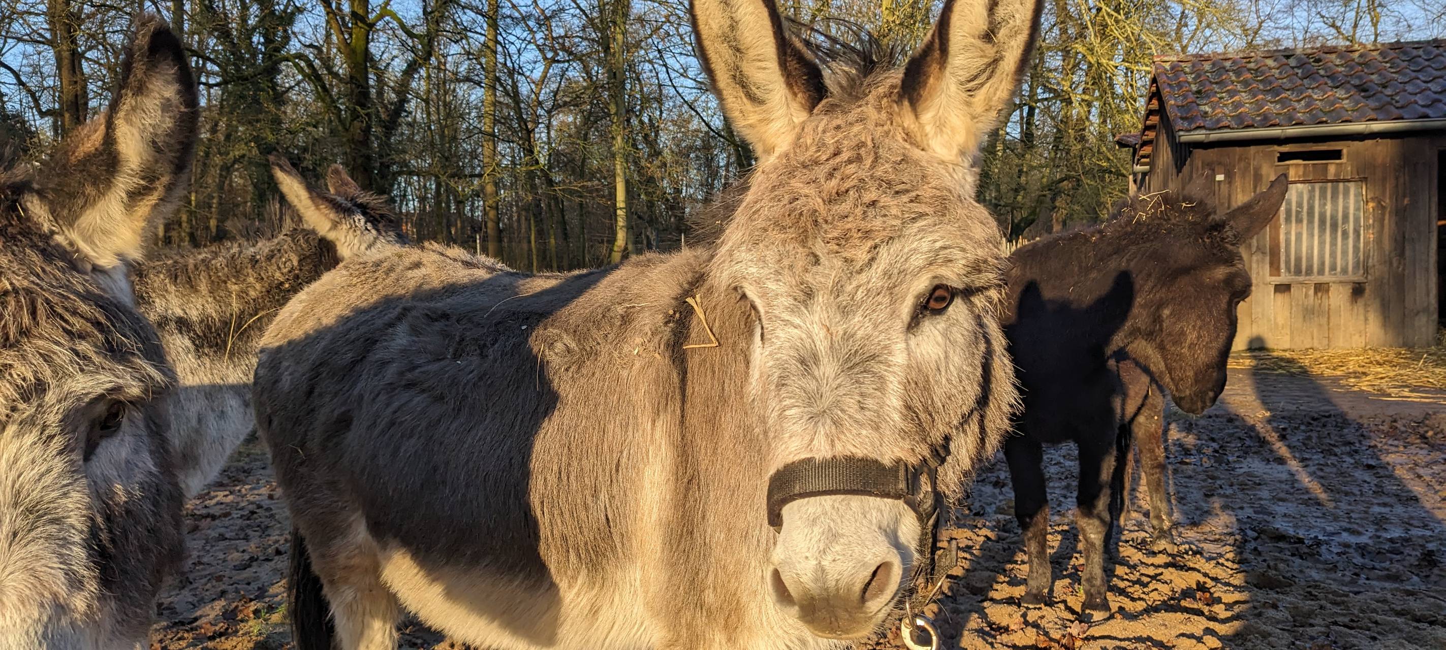 Nepomuk feiert seinen 6. Geburtstag