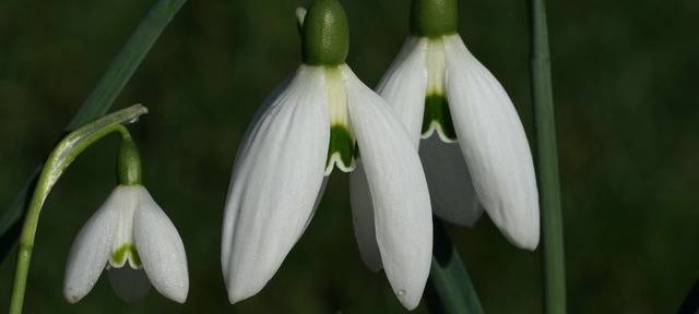 Der Schneeglöckchen-Sammler aus Meerbusch