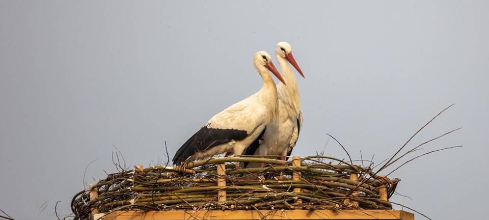 Störche leben jetzt am Neusser Kinderbauernhof