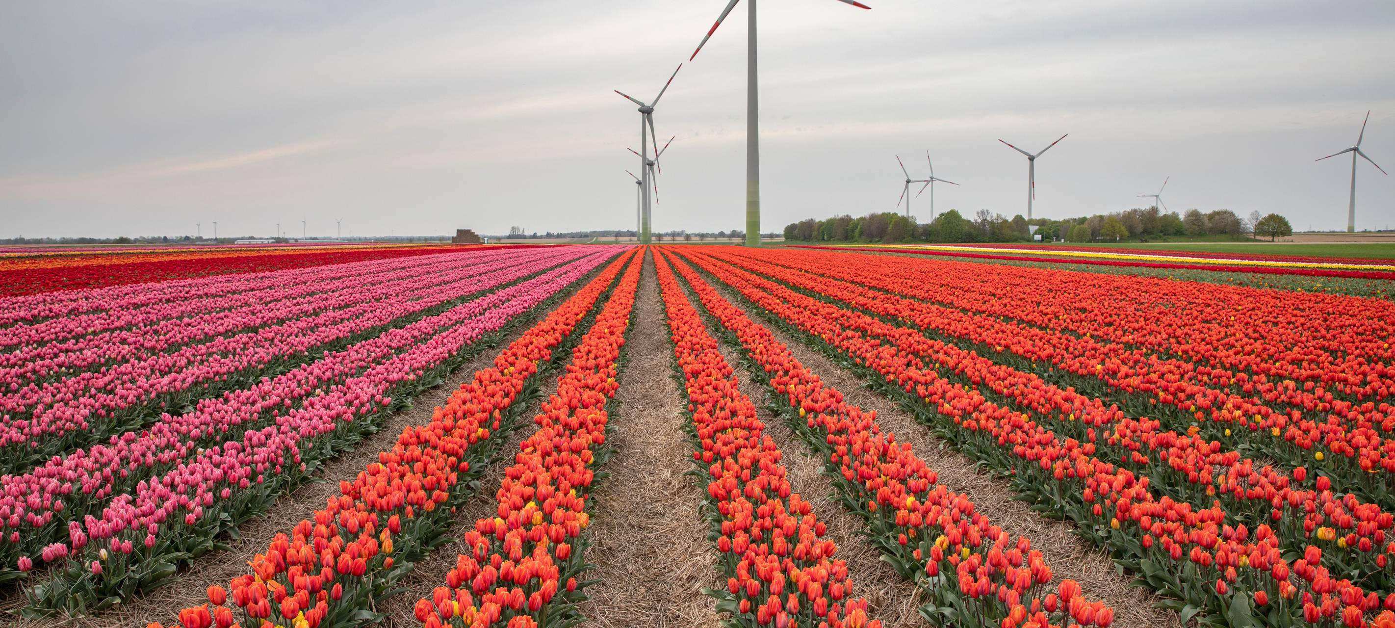 Tulpenfelder: Wird Grevenbroich-Kapellen wieder überlaufen?