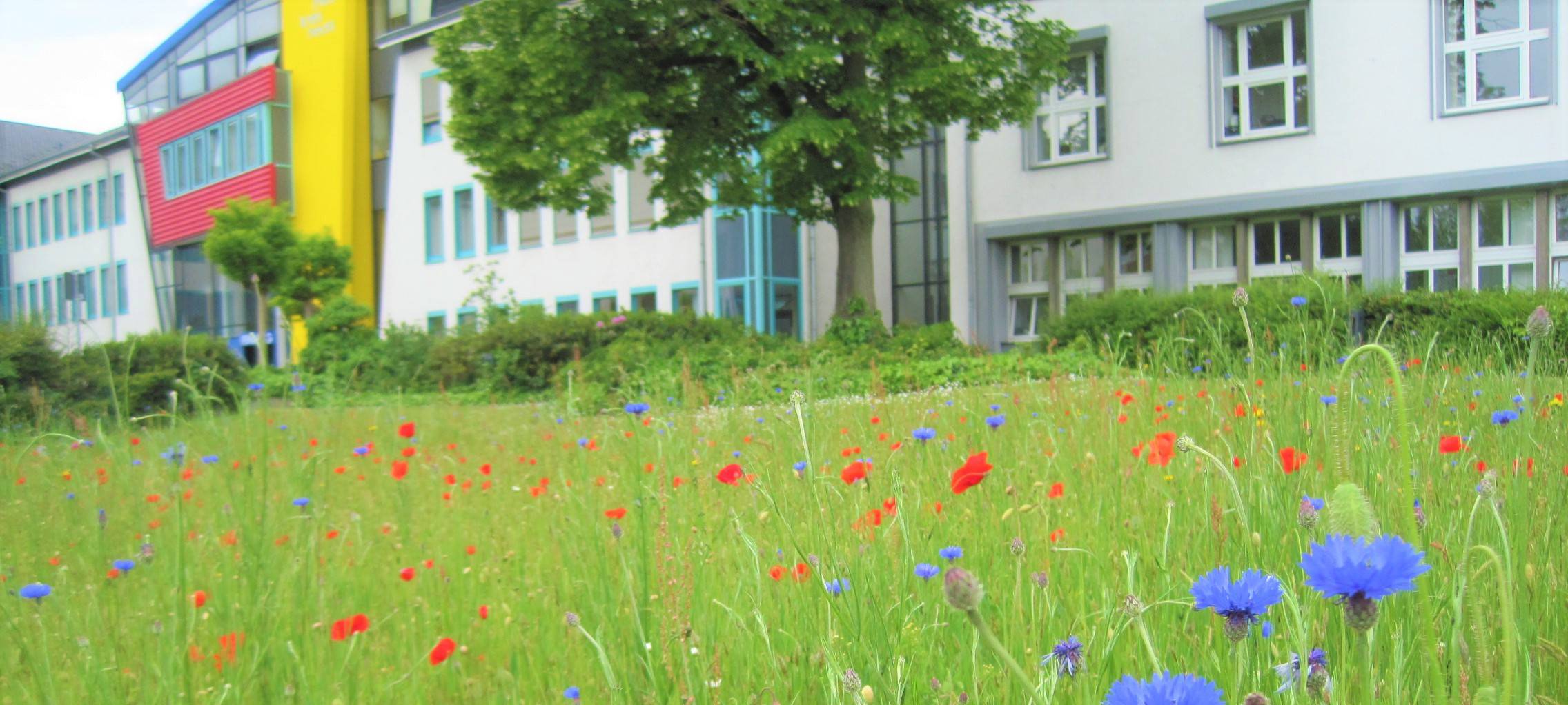 Blumenwiese am Kreishaus Grevenbroich