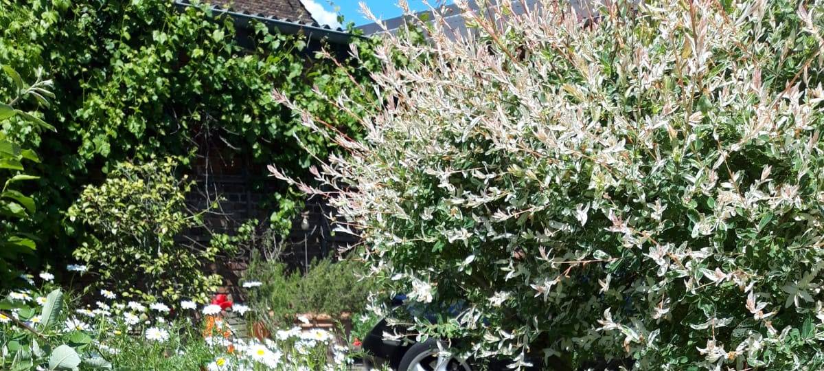 Toller Wildblumen-Garten in Neuss