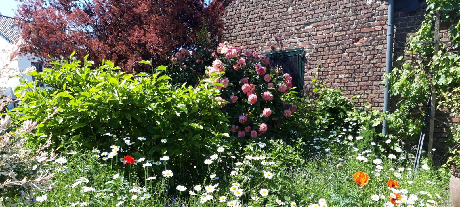 Toller Wildblumen-Garten in Neuss
