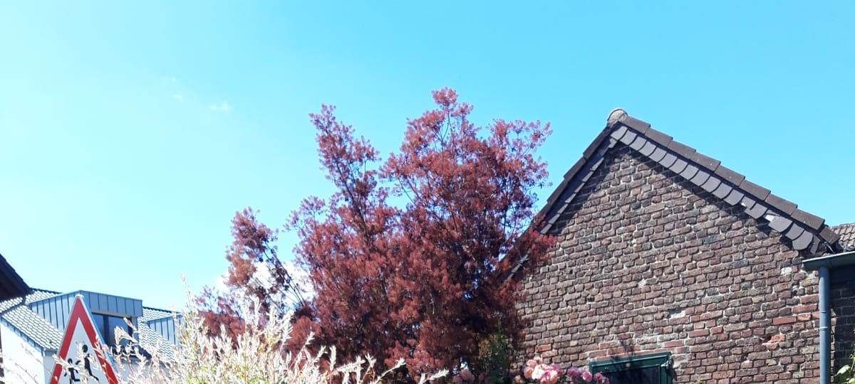 Toller Wildblumen-Garten in Neuss