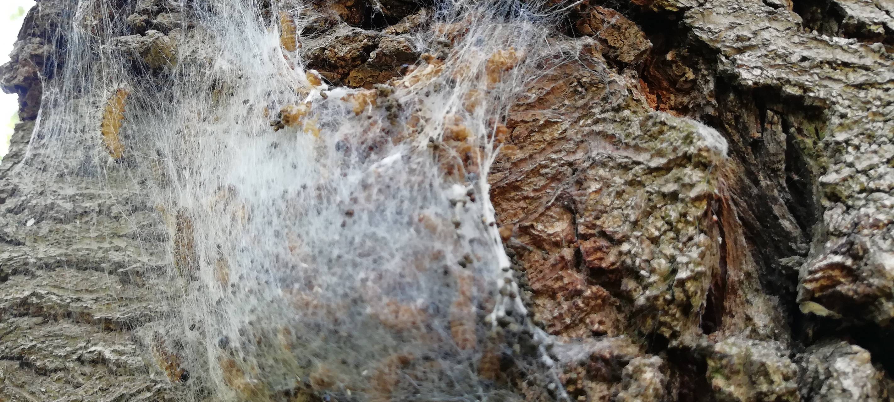 Meerbusch kämpft gegen den Eichenprozessionsspinner