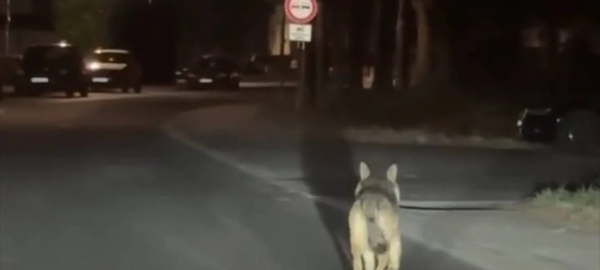 Ein Wolf im Kreis? Veterinäramt rät Hunde anzuleinen